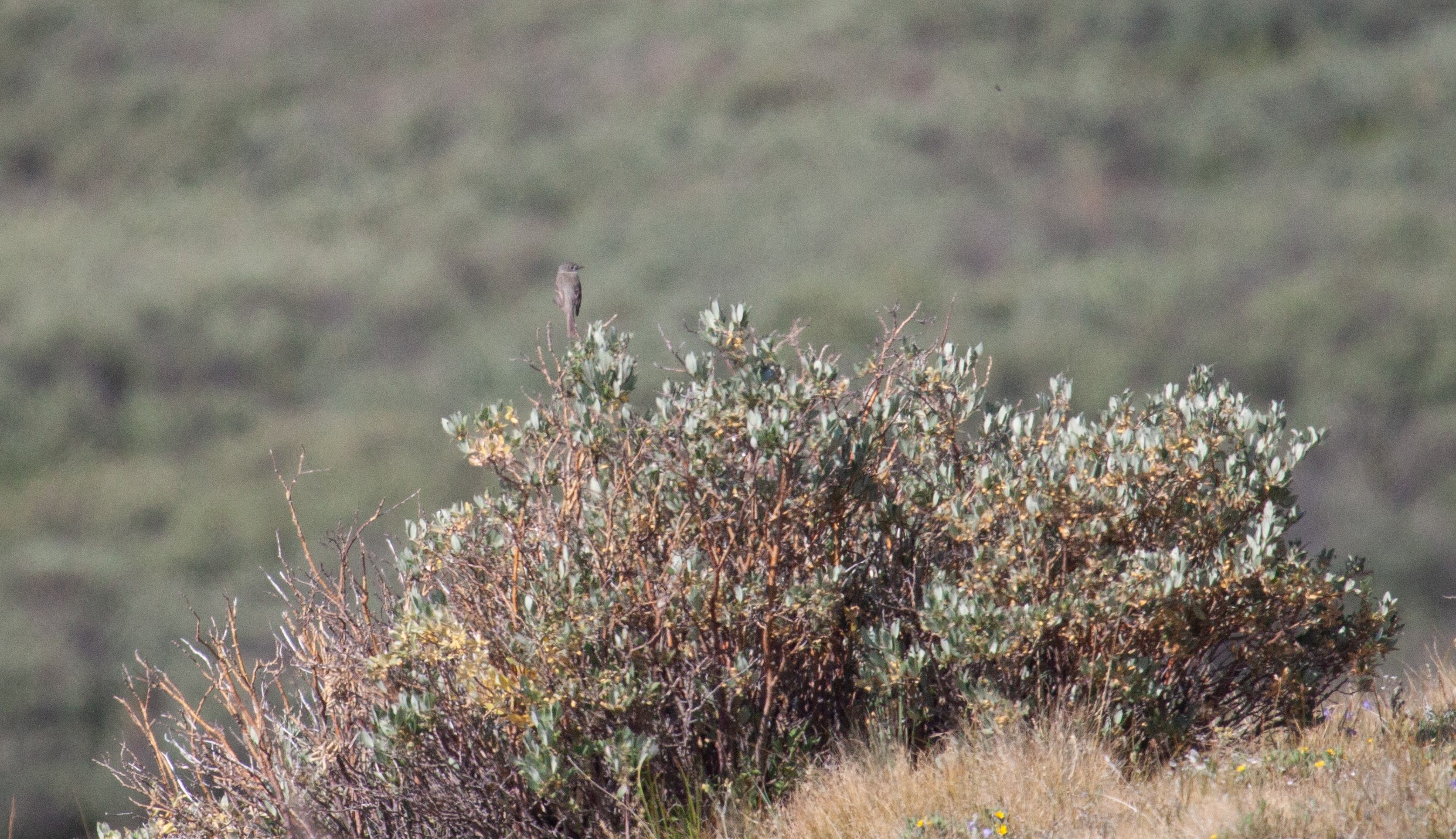 Dusky Flycatcher, 25 July 2025