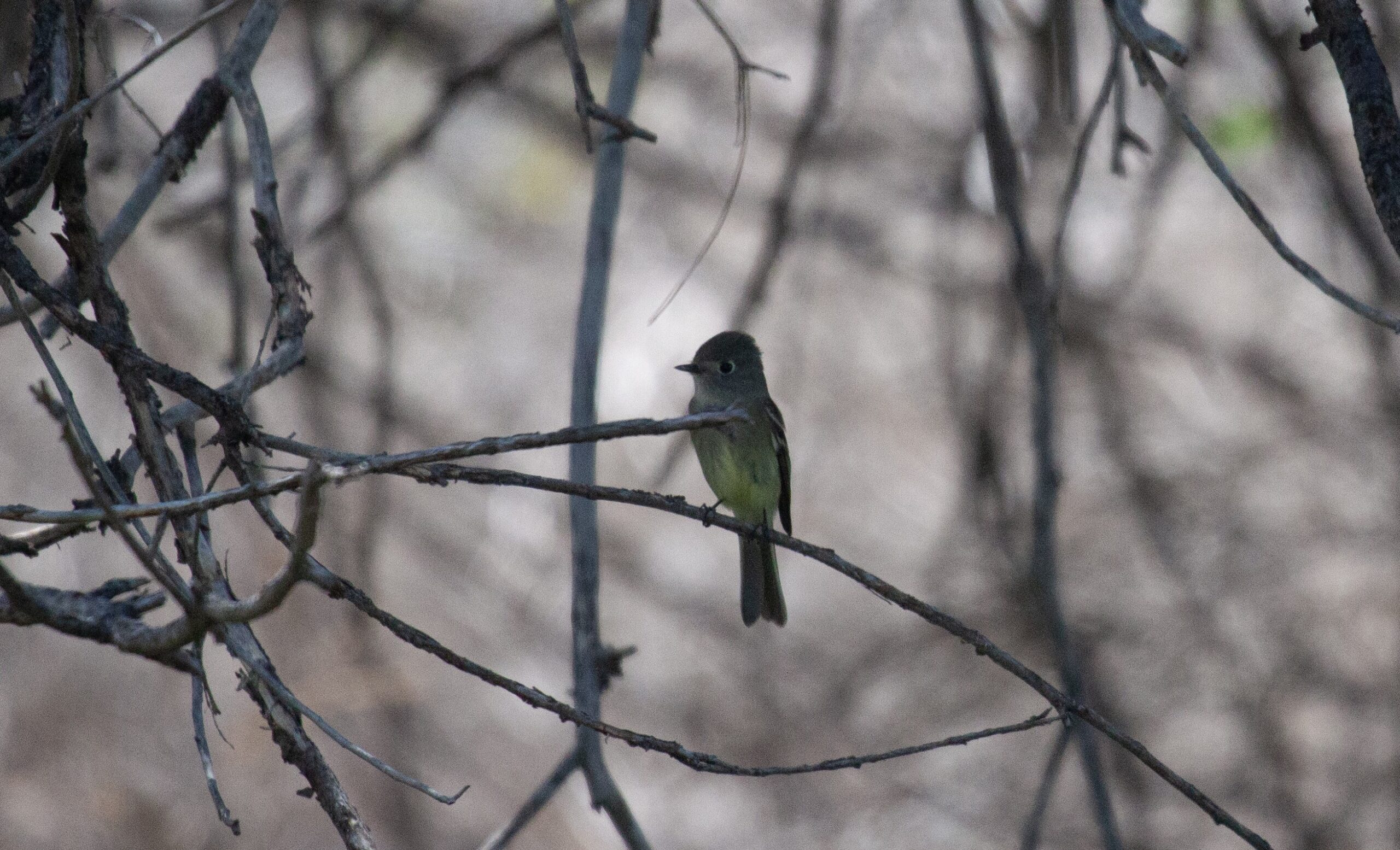 Dusky Flycatcher, 31 August 2024