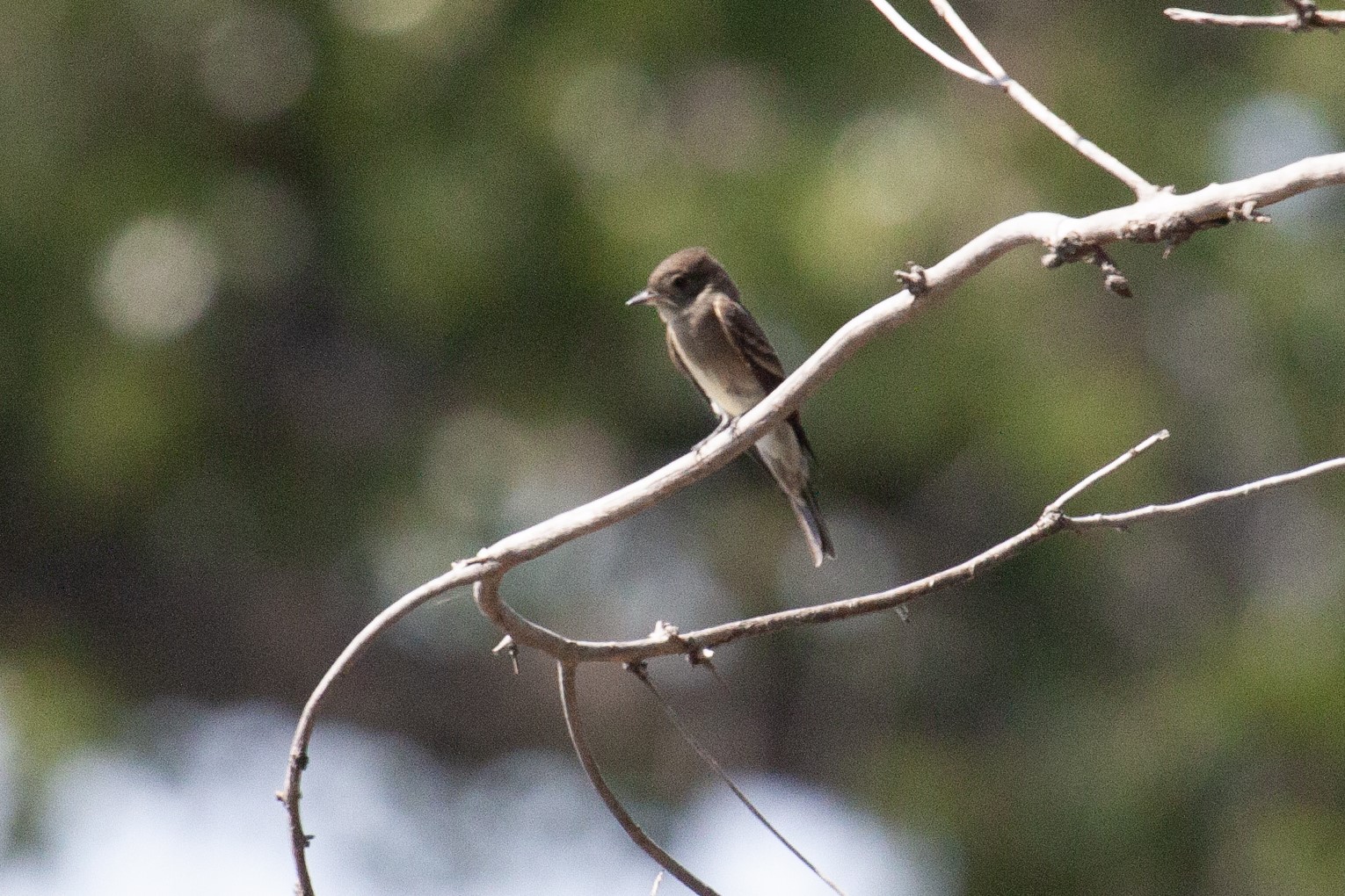 Dusky Flycatcher, 31 August 2024