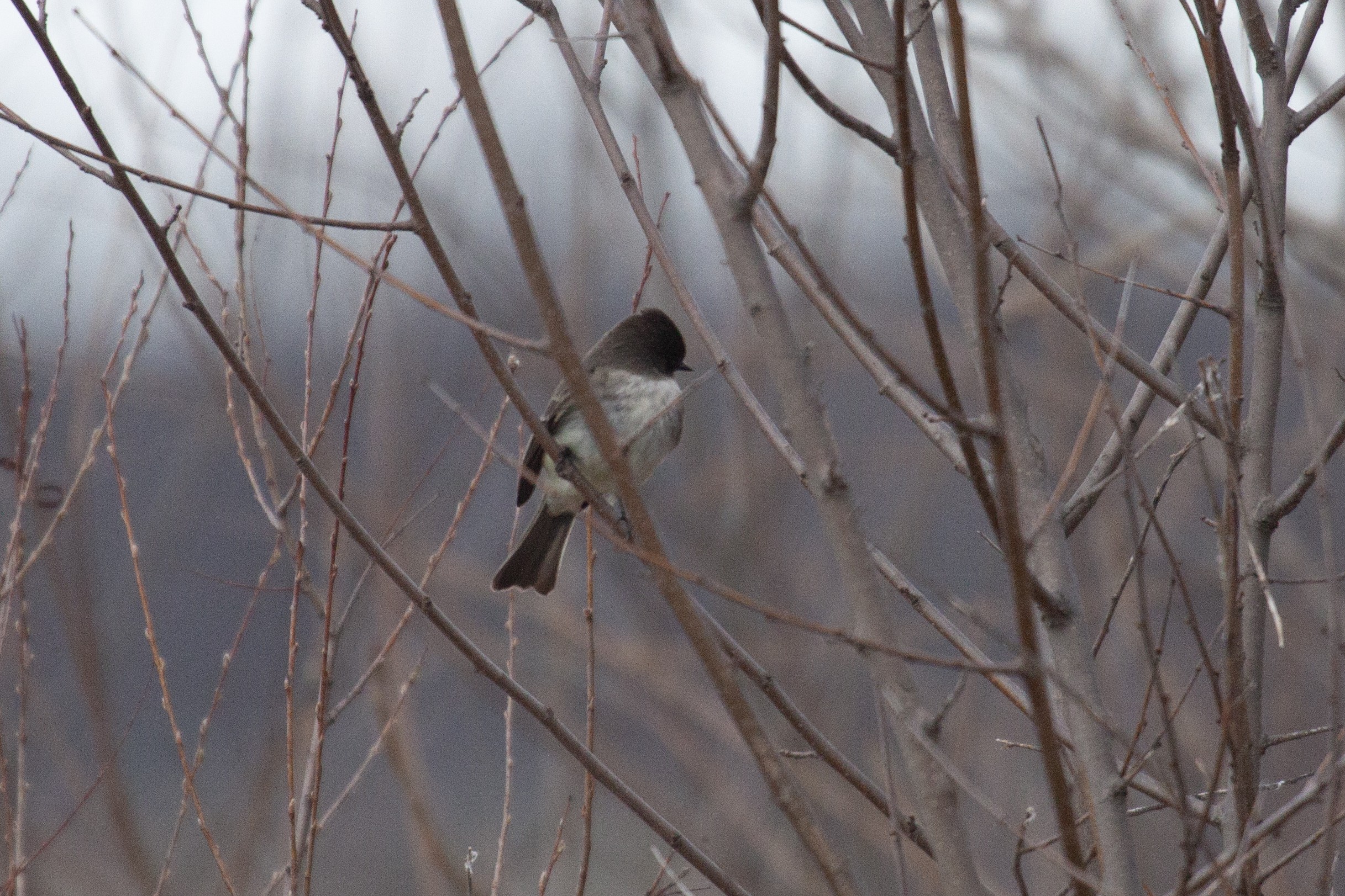 Eastern Phoebe perches on a small branch