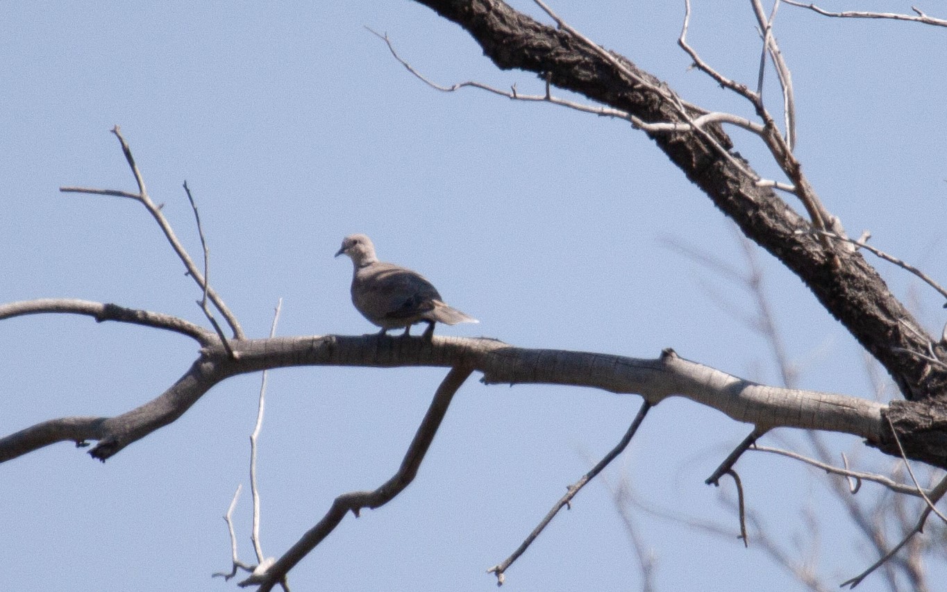 Eurasian Collared Dove in on a tree branch