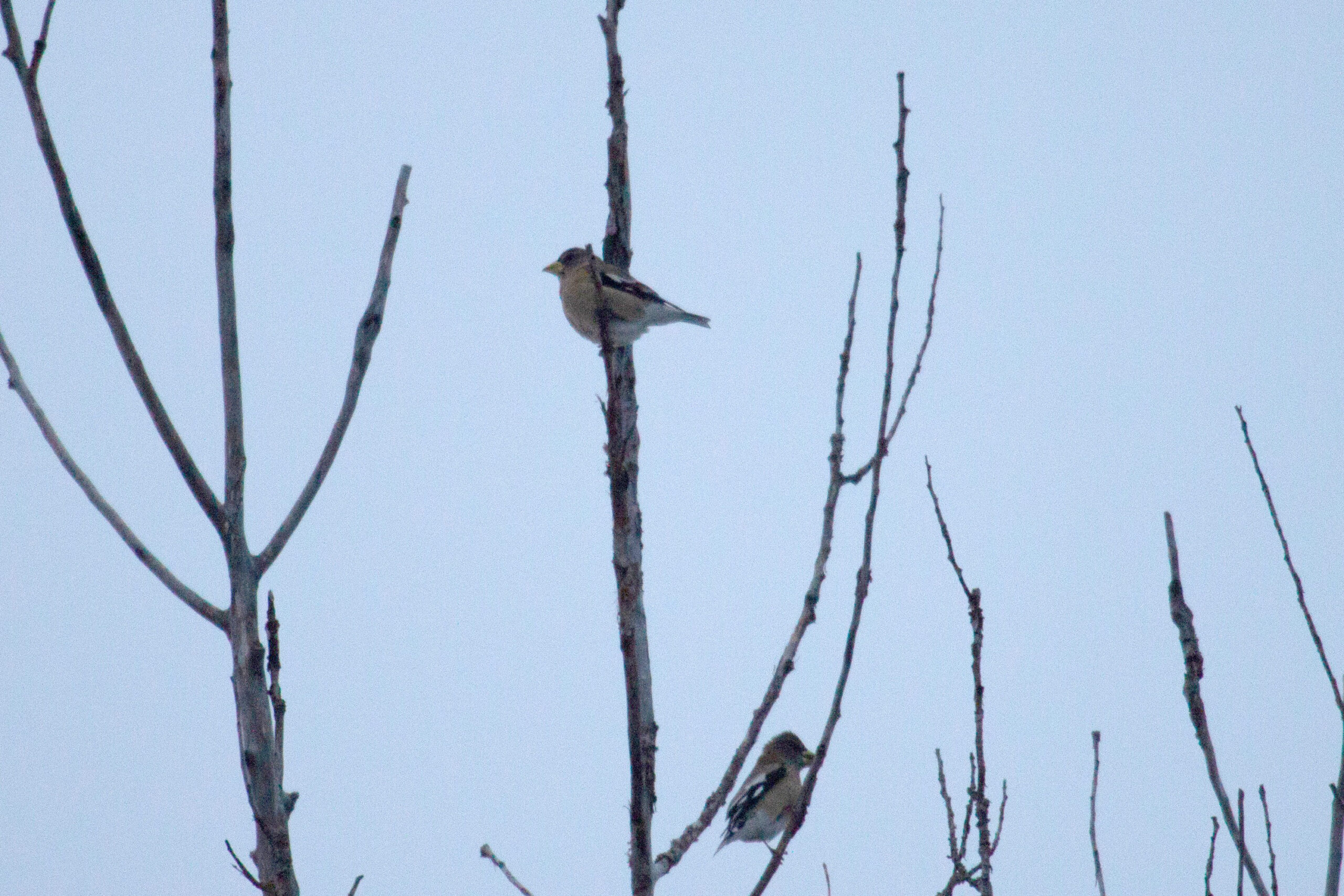 Evening Grosbeaks gather in a tree at dawn
