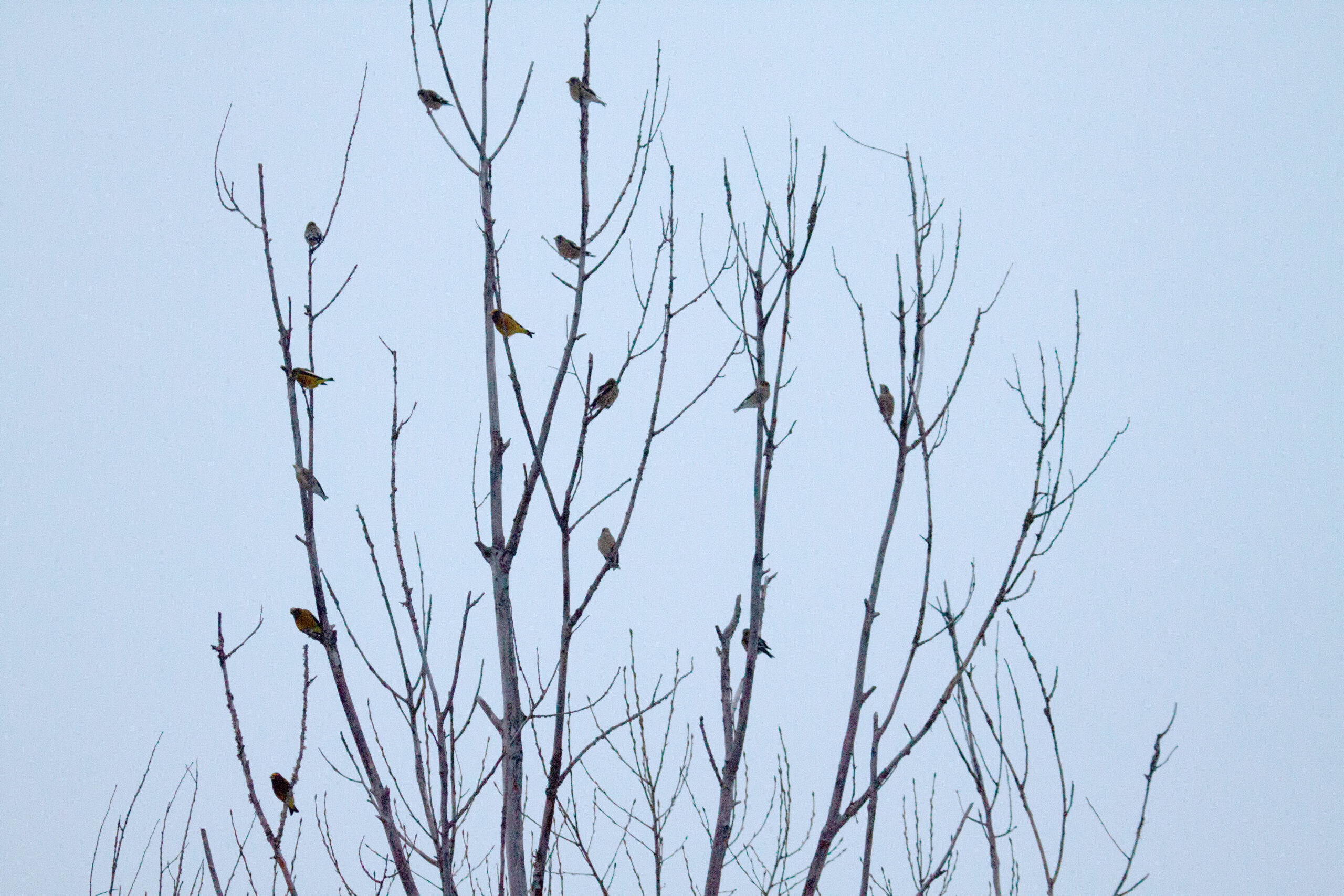 Evening Grosbeaks gather in a tree at dawn