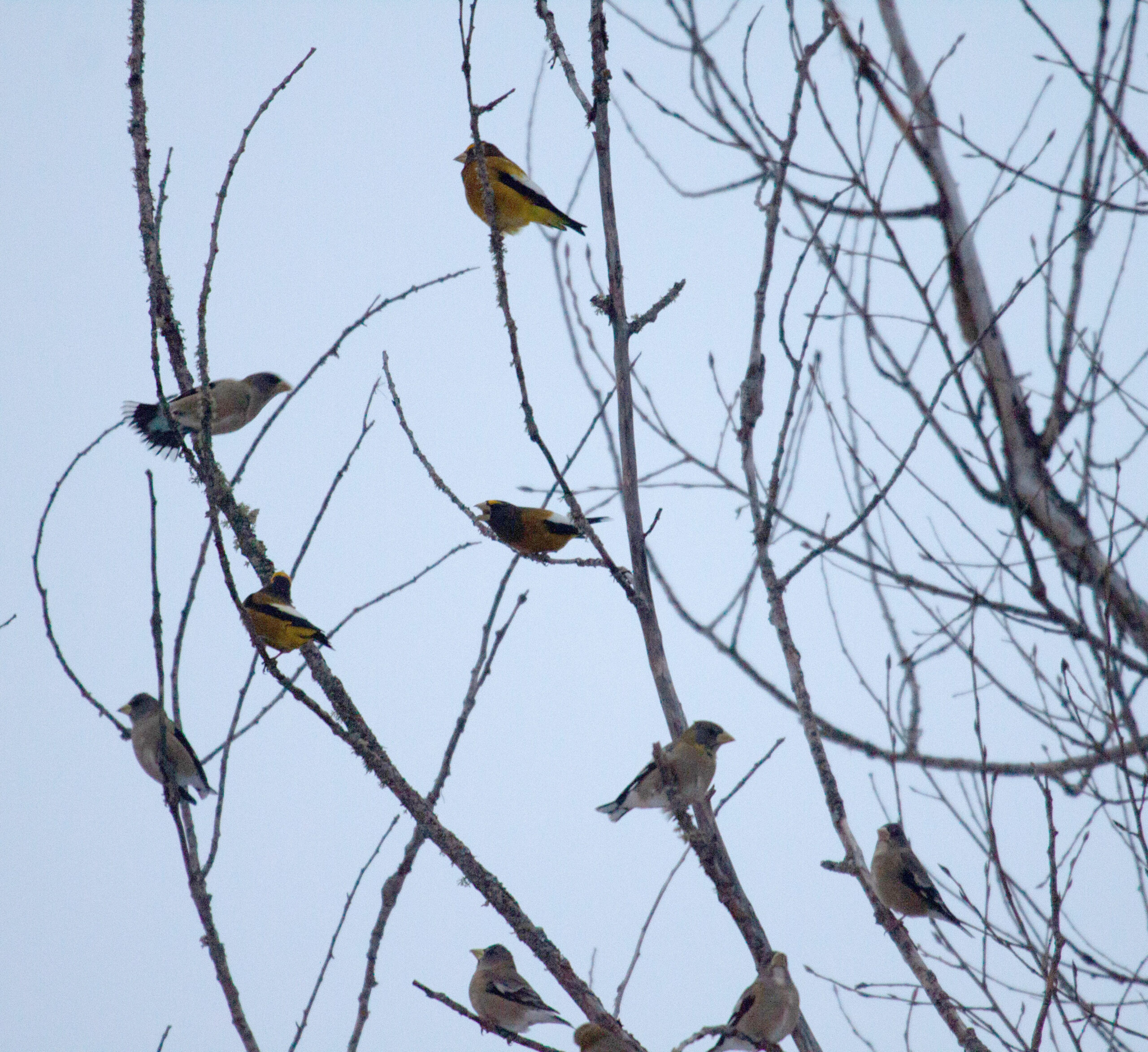 Evening Grosbeaks gather in a tree at dawn