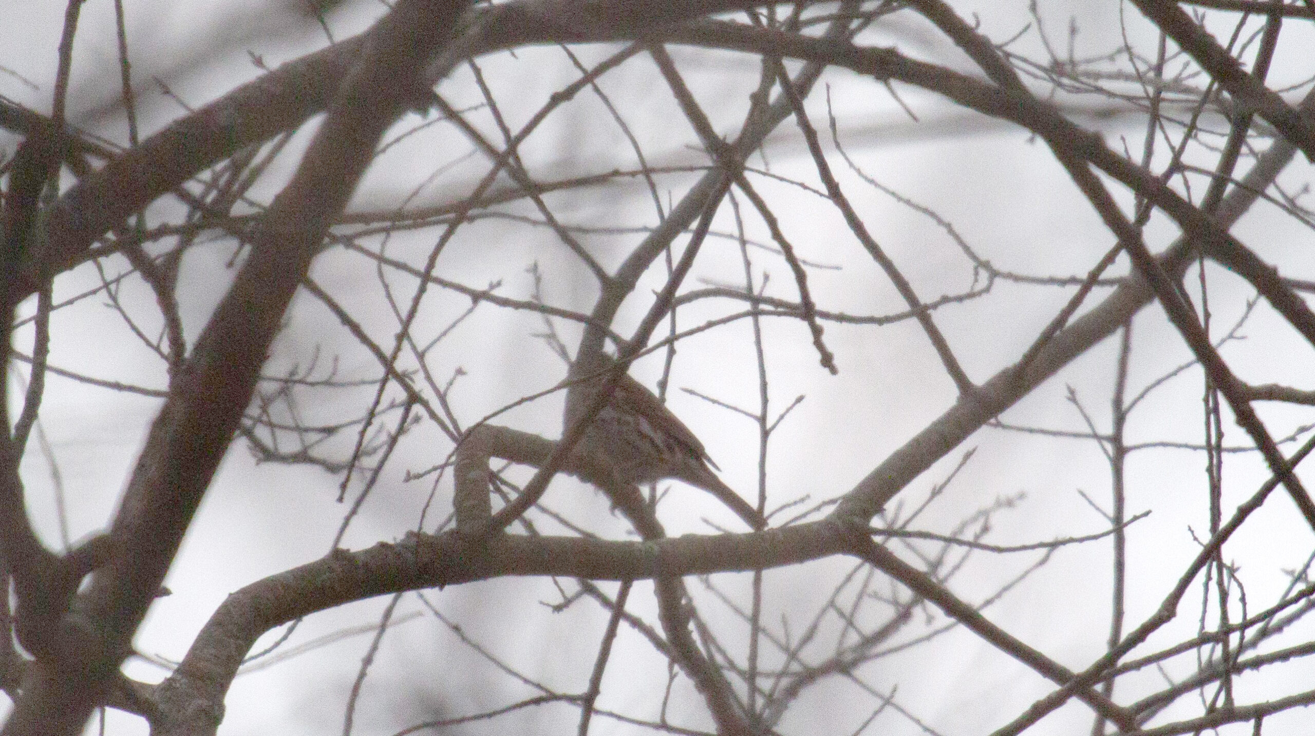 Fox Sparrow in a tree