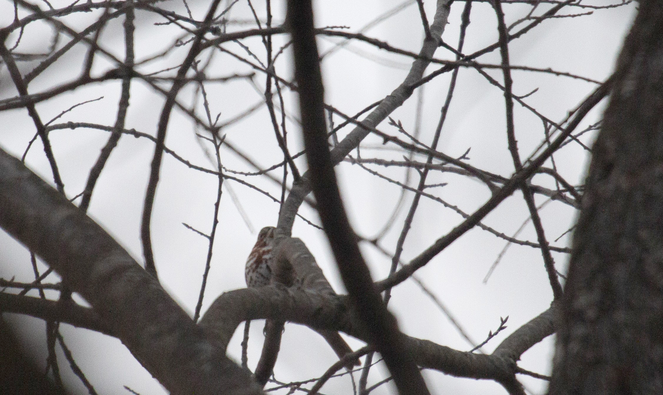 Fox Sparrow in a tree