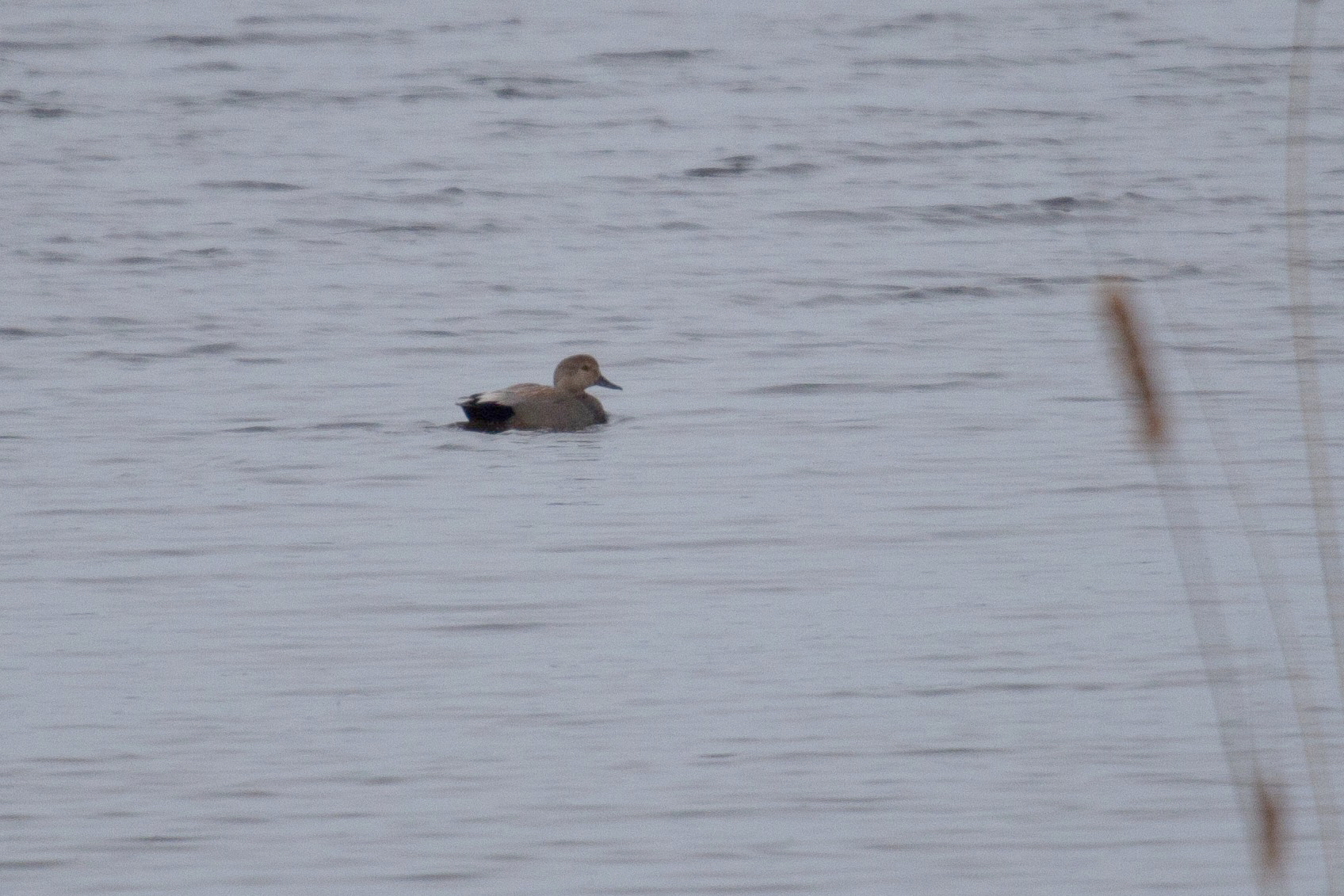 Gadwall in the water
