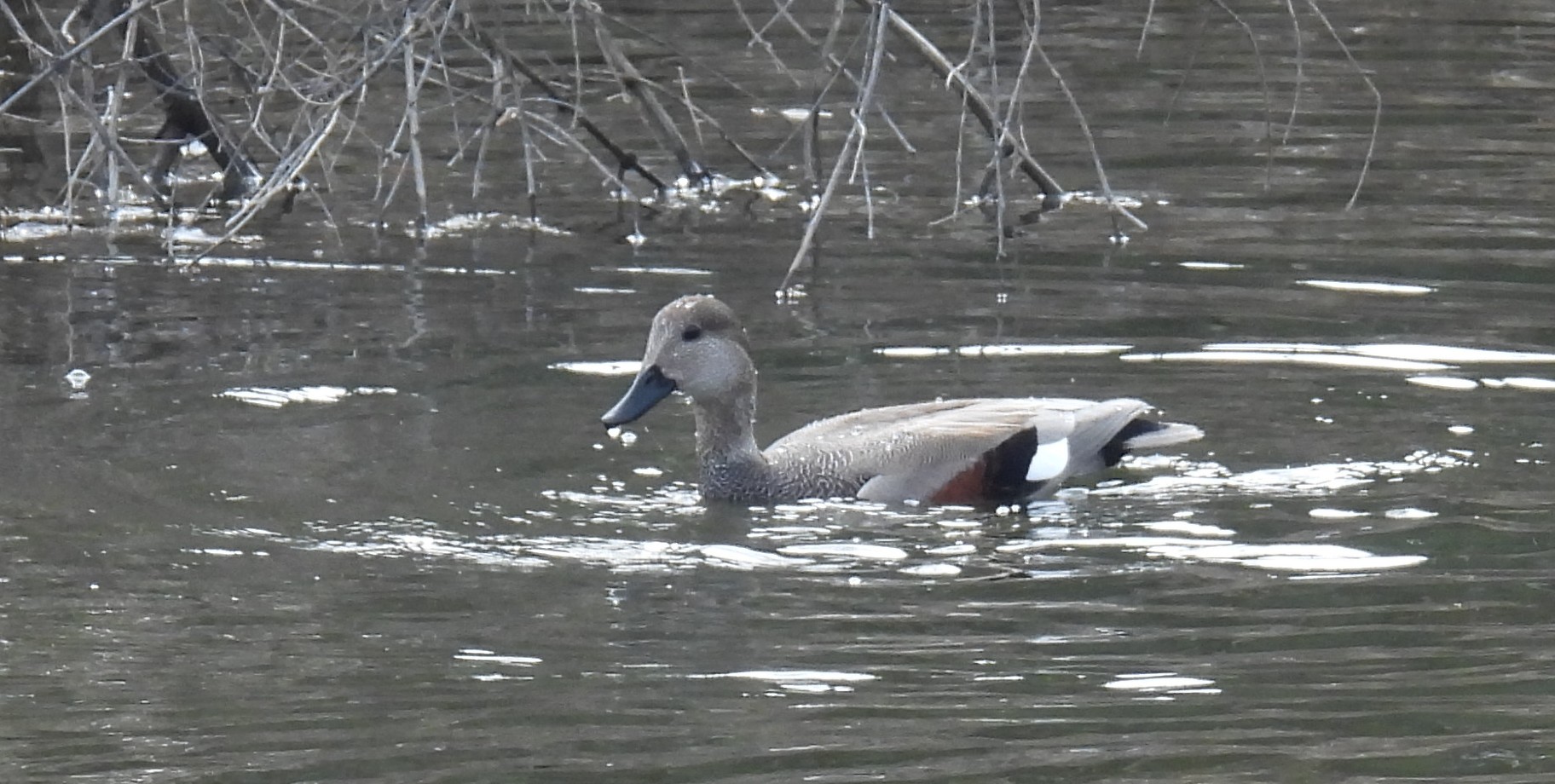 Two Gadwall swim in a lake