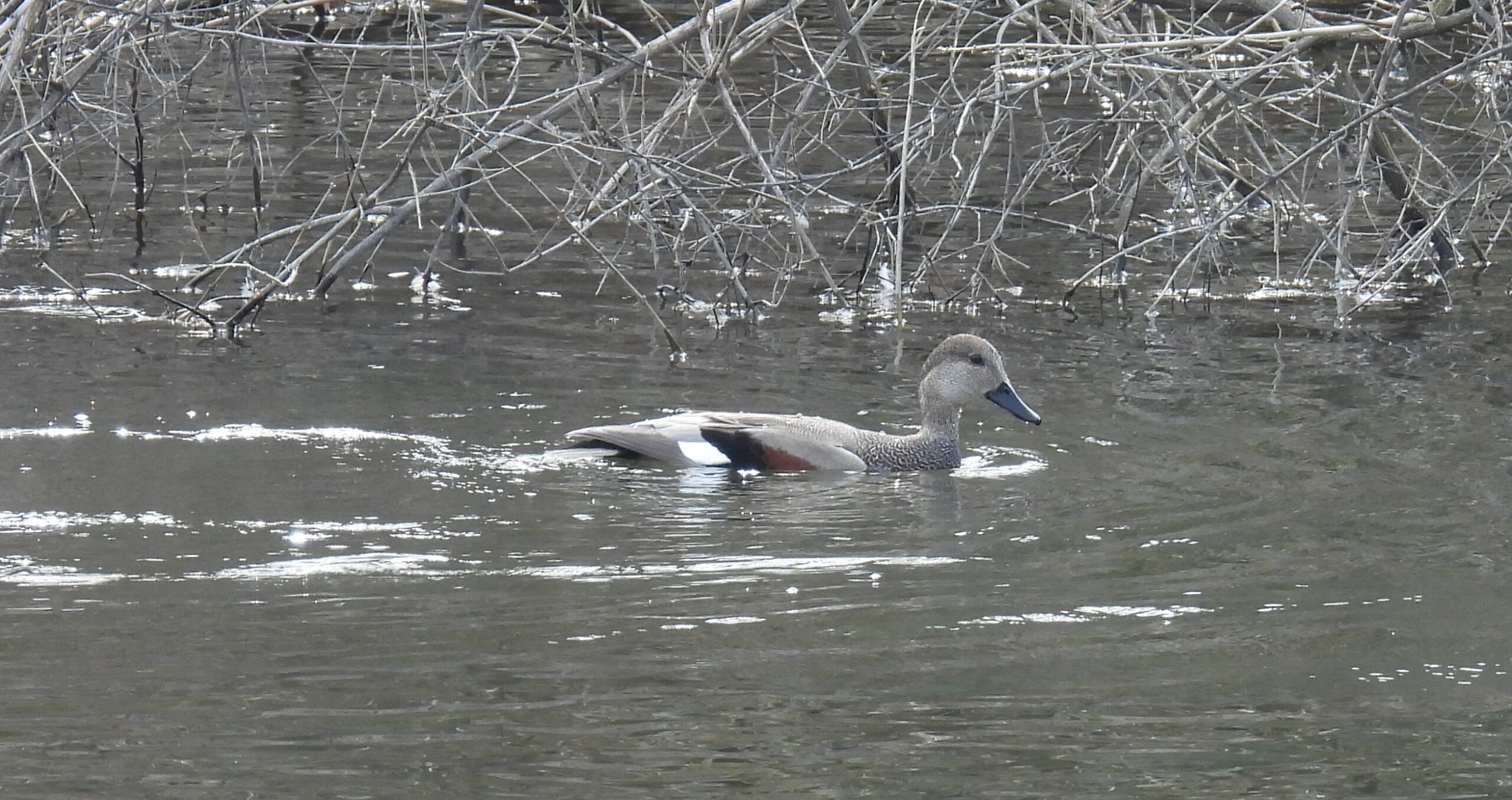 A Gadwall swims in a lake