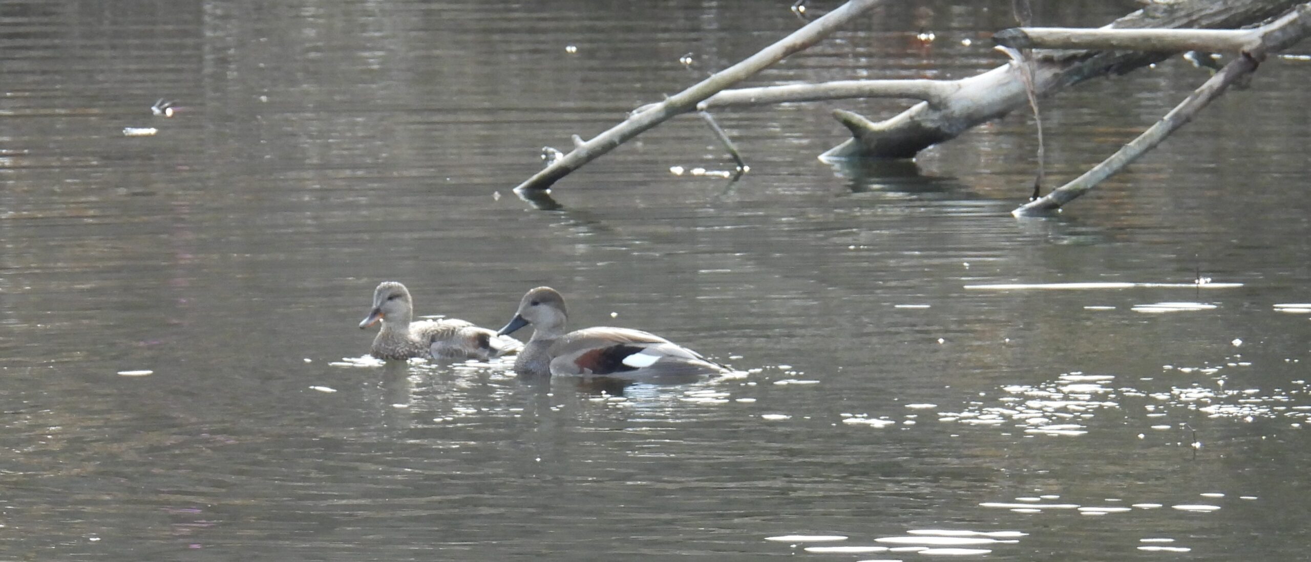 Two Gadwalls swim in a lake