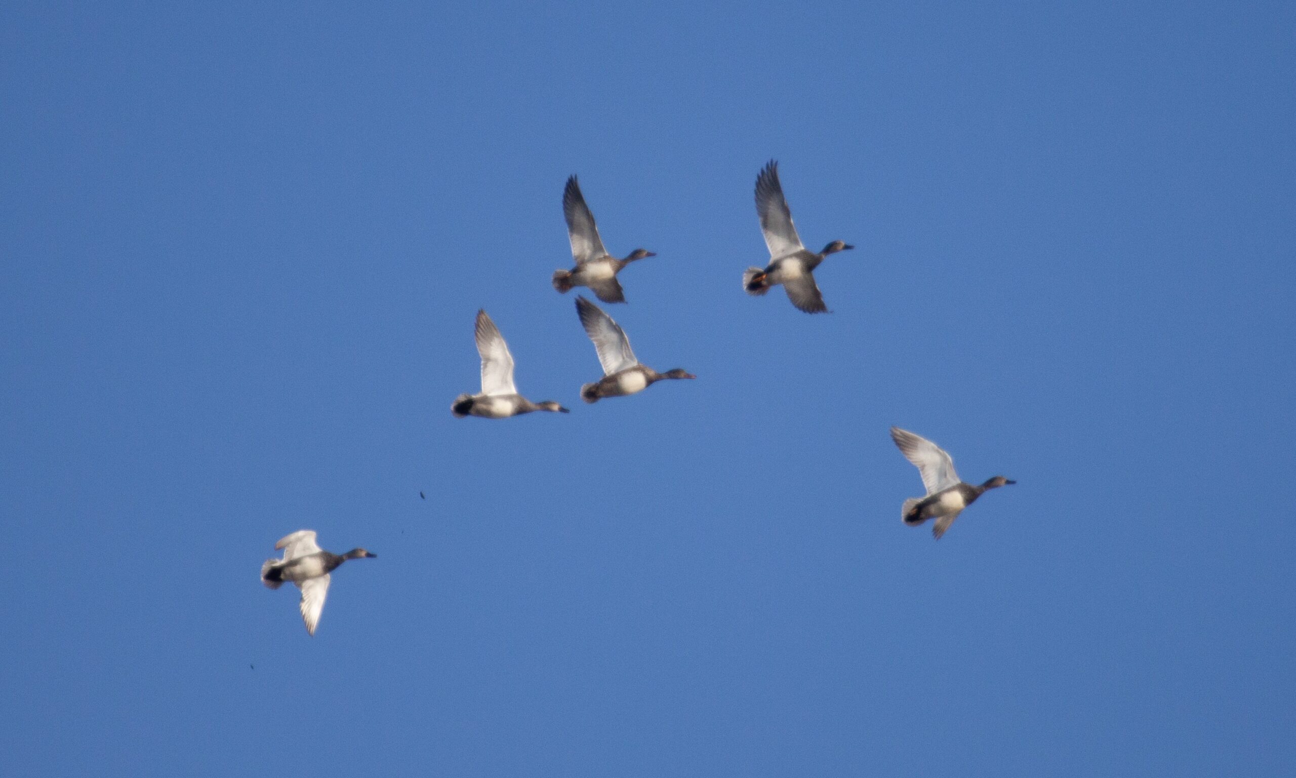 6 Gadwalls in flight