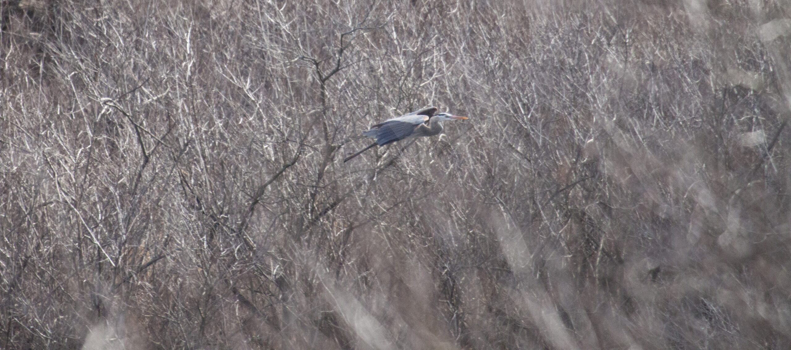 A Great Blue Heron flies by