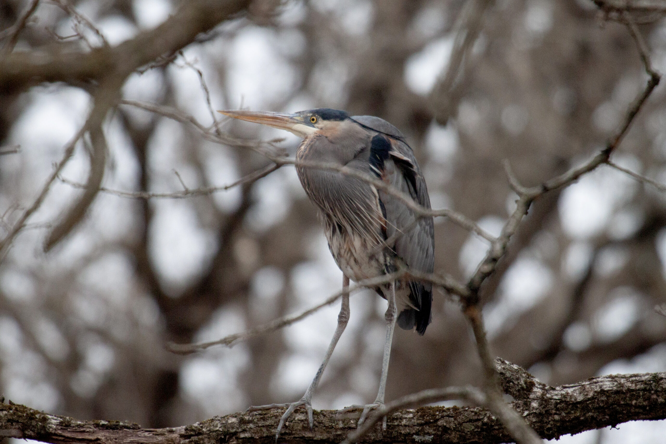 Great Blue Heron in a tree