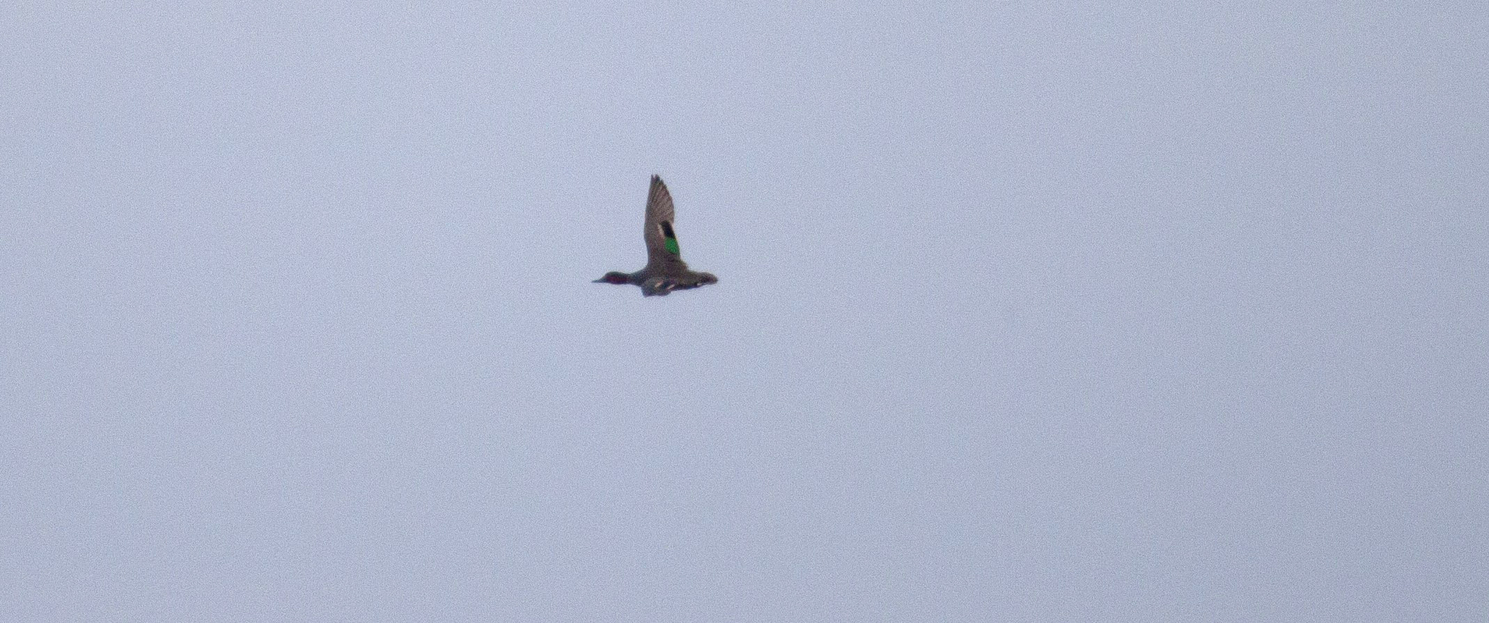 A Green-Winged Teal flies high