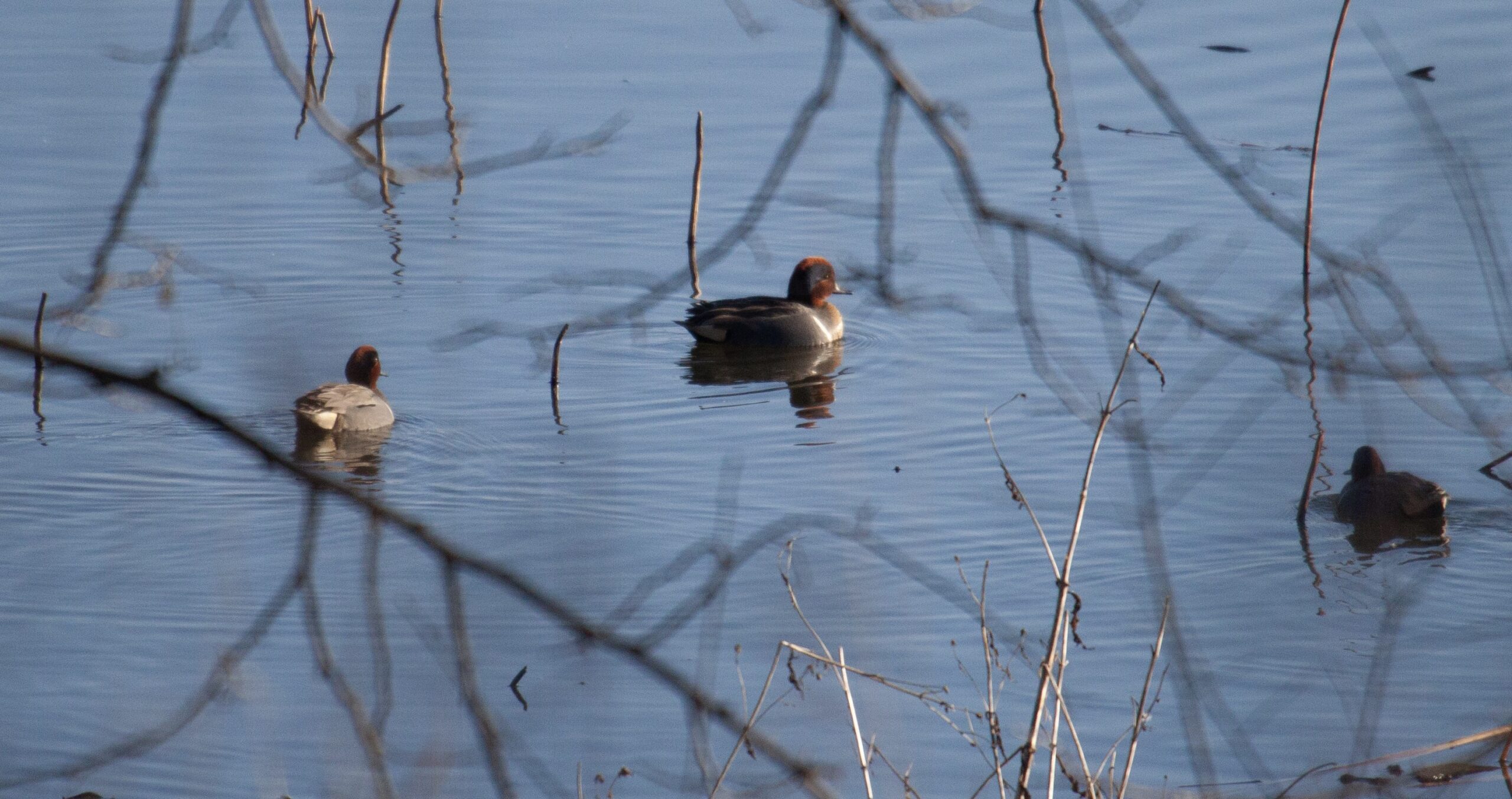 3 Green-winged Teal in a lake