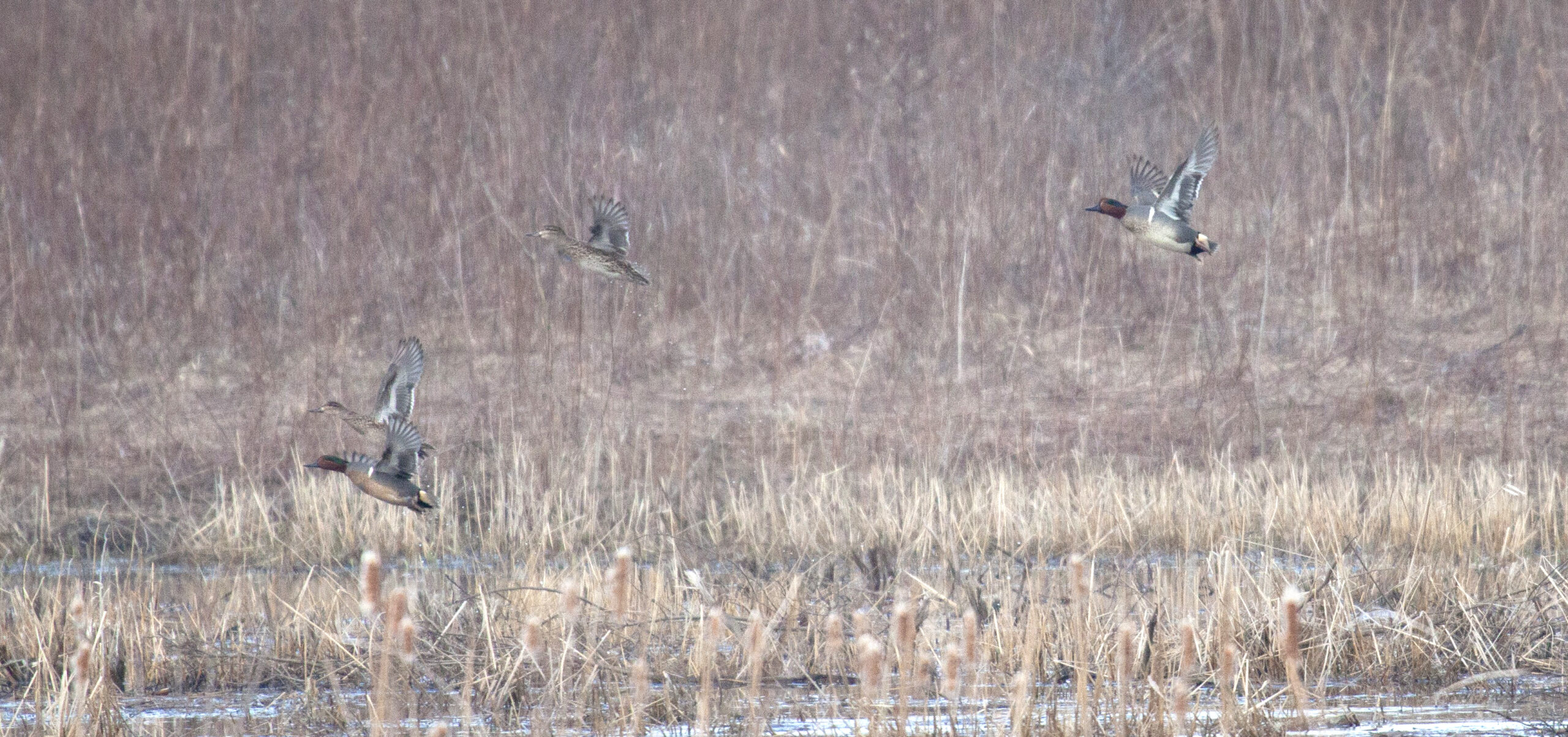 Four Green-Winged Teal fly up from a pond