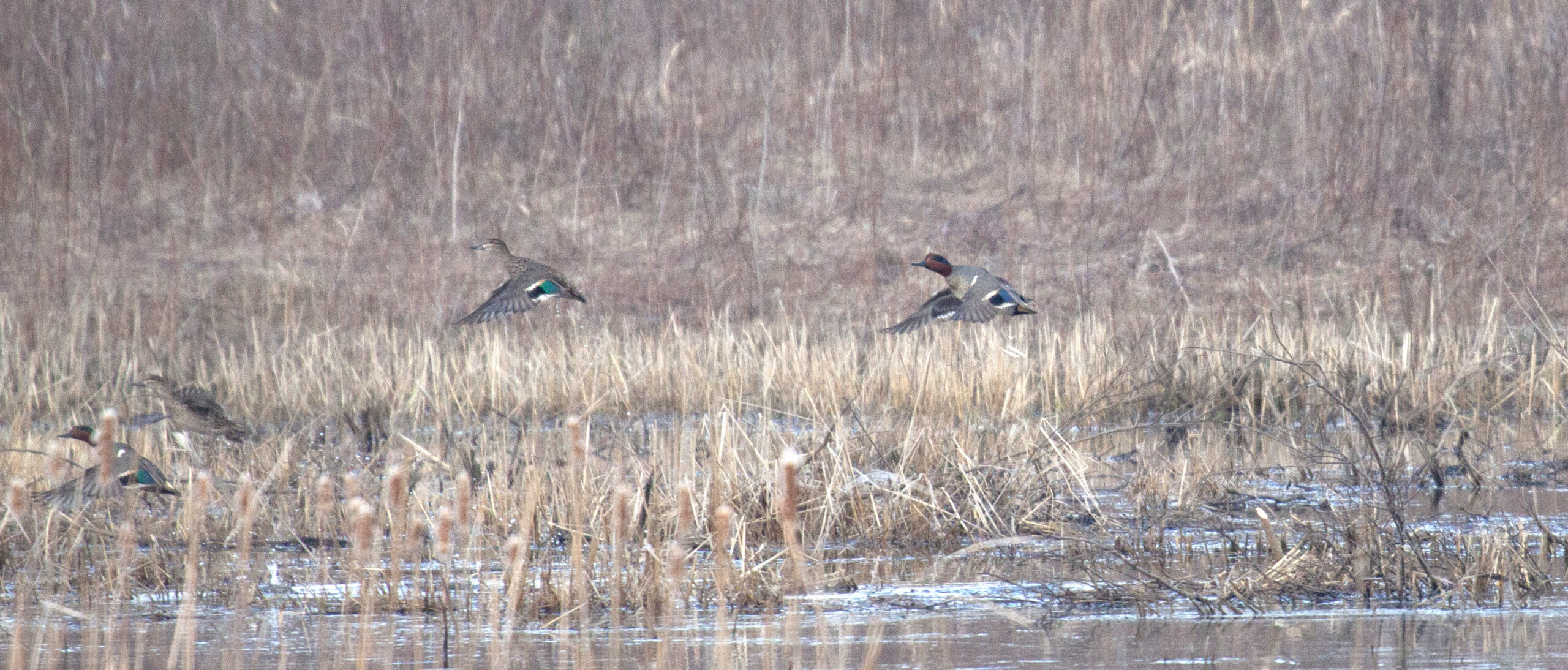 Four Green-Winged Teal fly up from a pond
