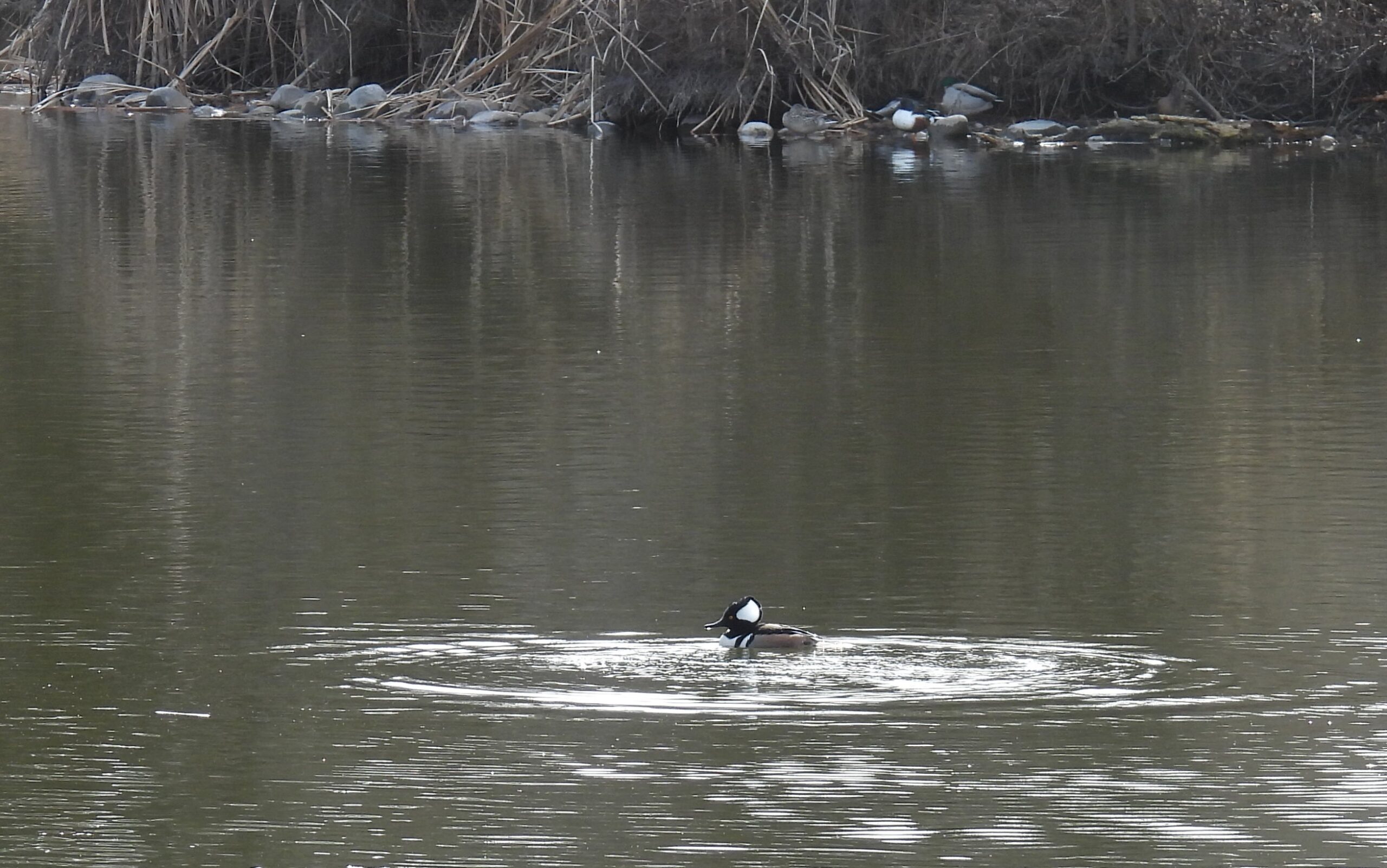 Hooded Merganser drifts in the middle of a pond