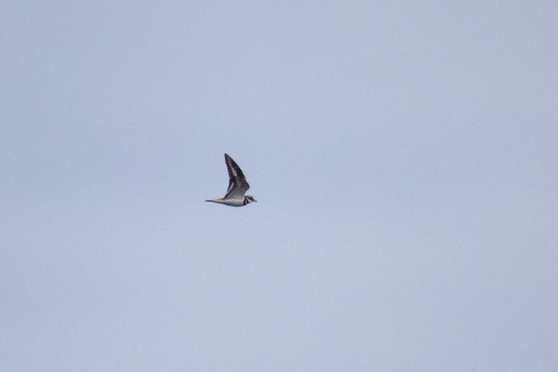 A Killdeer flies overhead