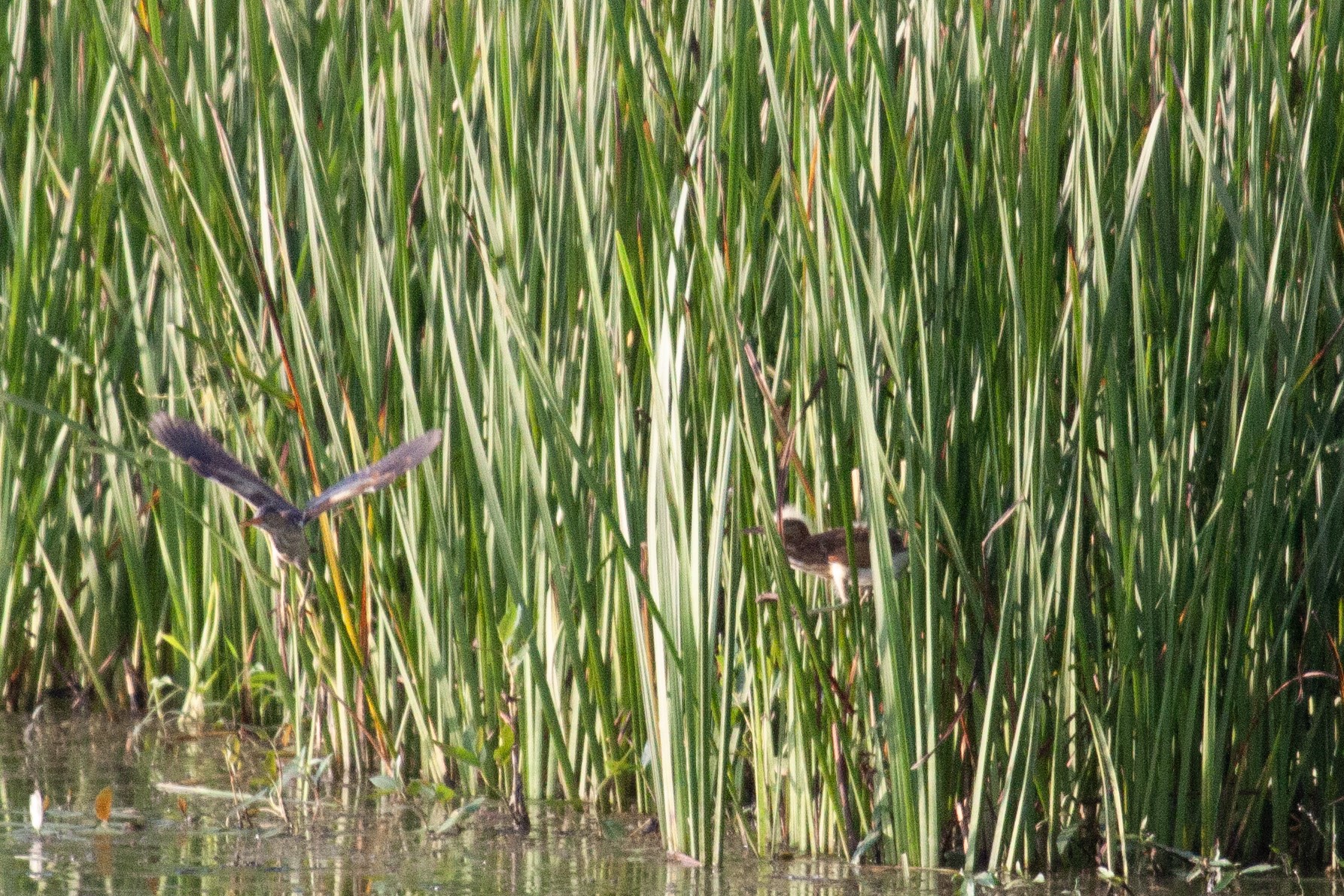 Least Bittern flies out from the reeds