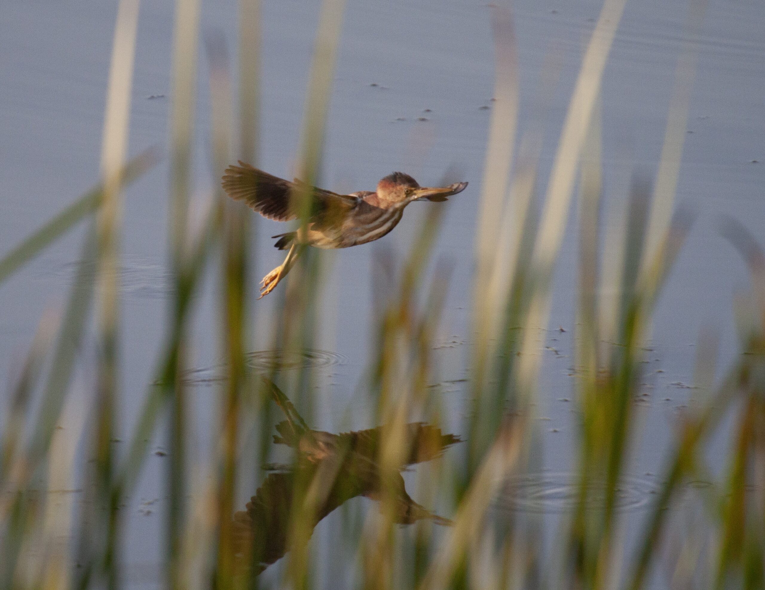 Least Bittern flies across a pond