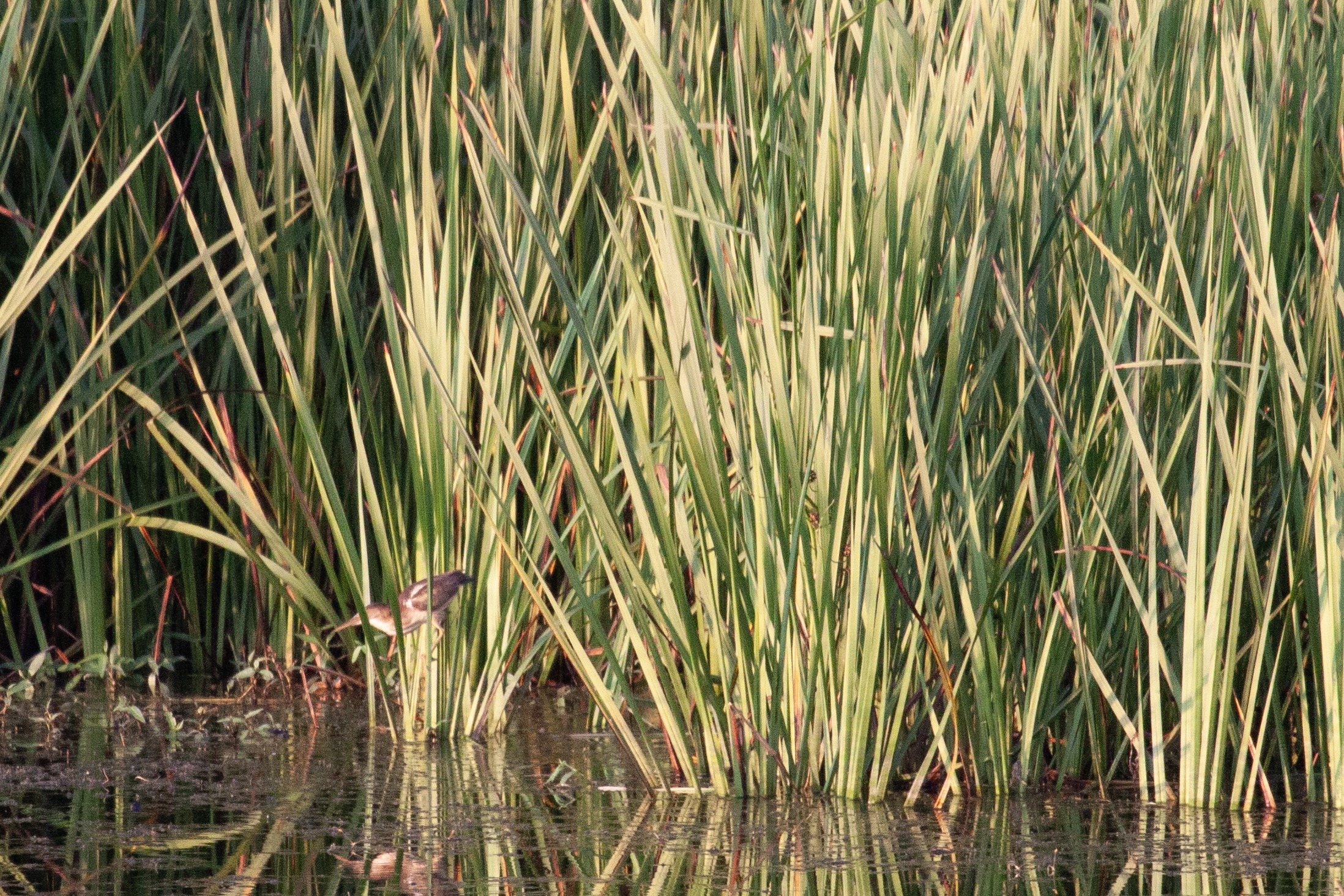 Least Bittern moves through the reeds