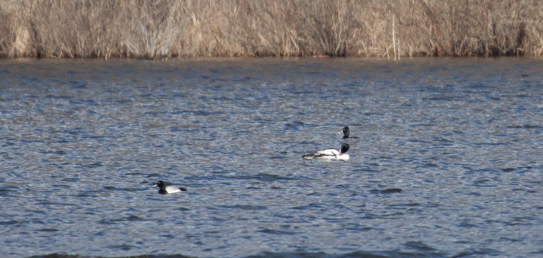 A Lesser Scaup and two other water fowl swim on a lake