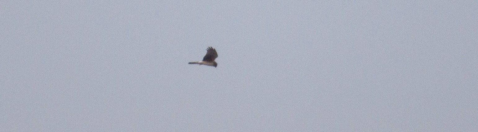 Northern Harrier cruises over a field