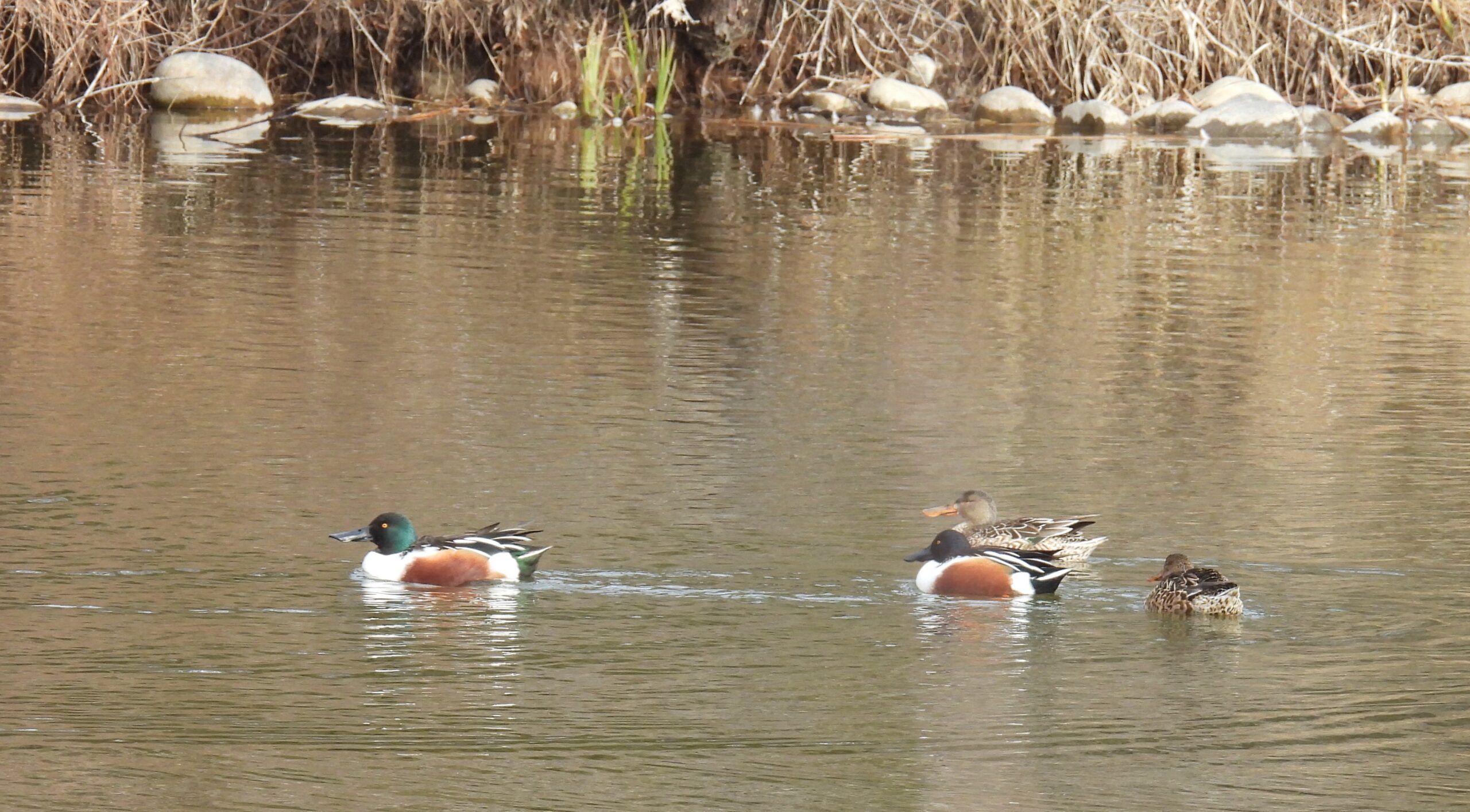 Three Northern Shovelers swim in a lake,