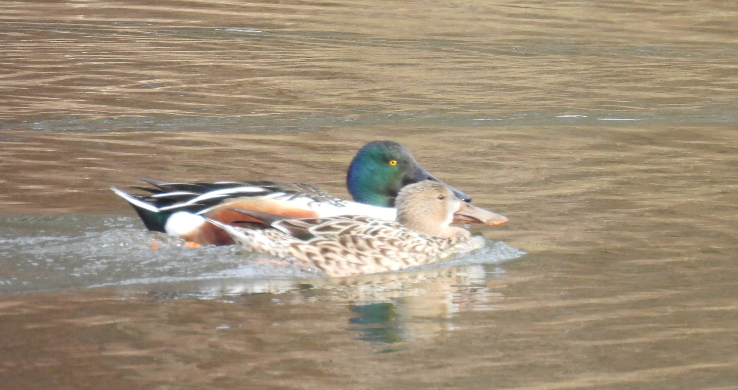 Two Northern Shovelers swim in a lake