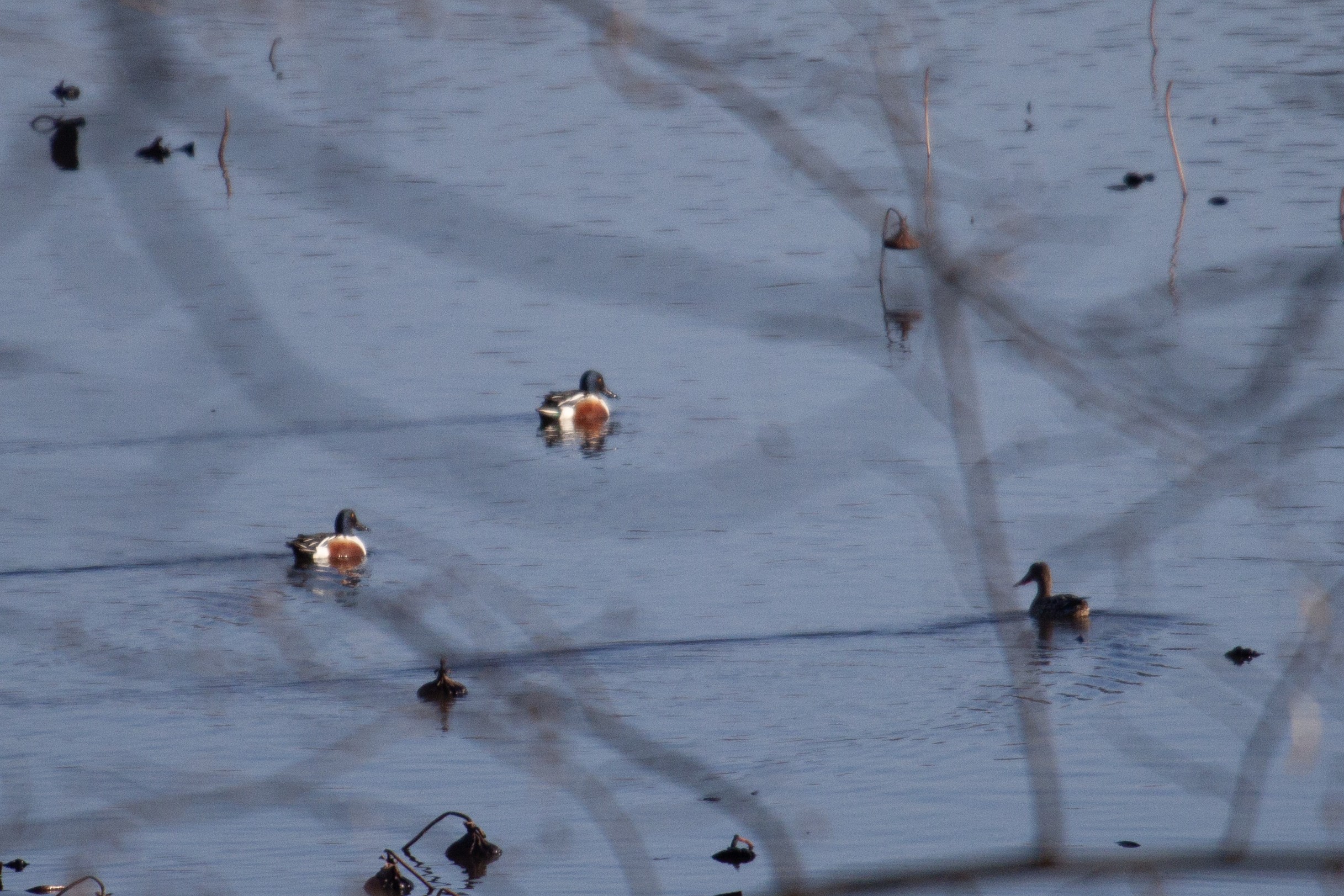 Northern Shovelers in a lake