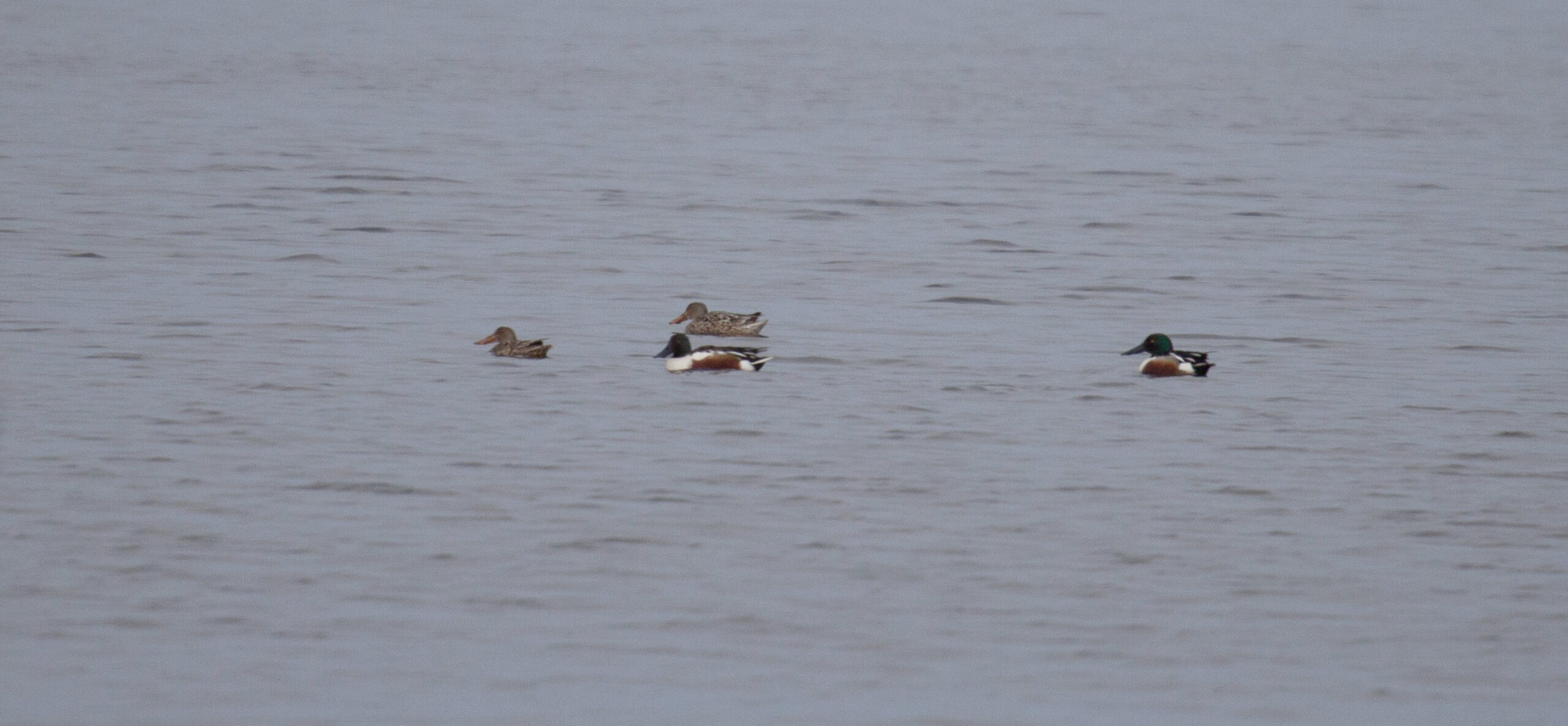 Four Northern Shovelers in the water