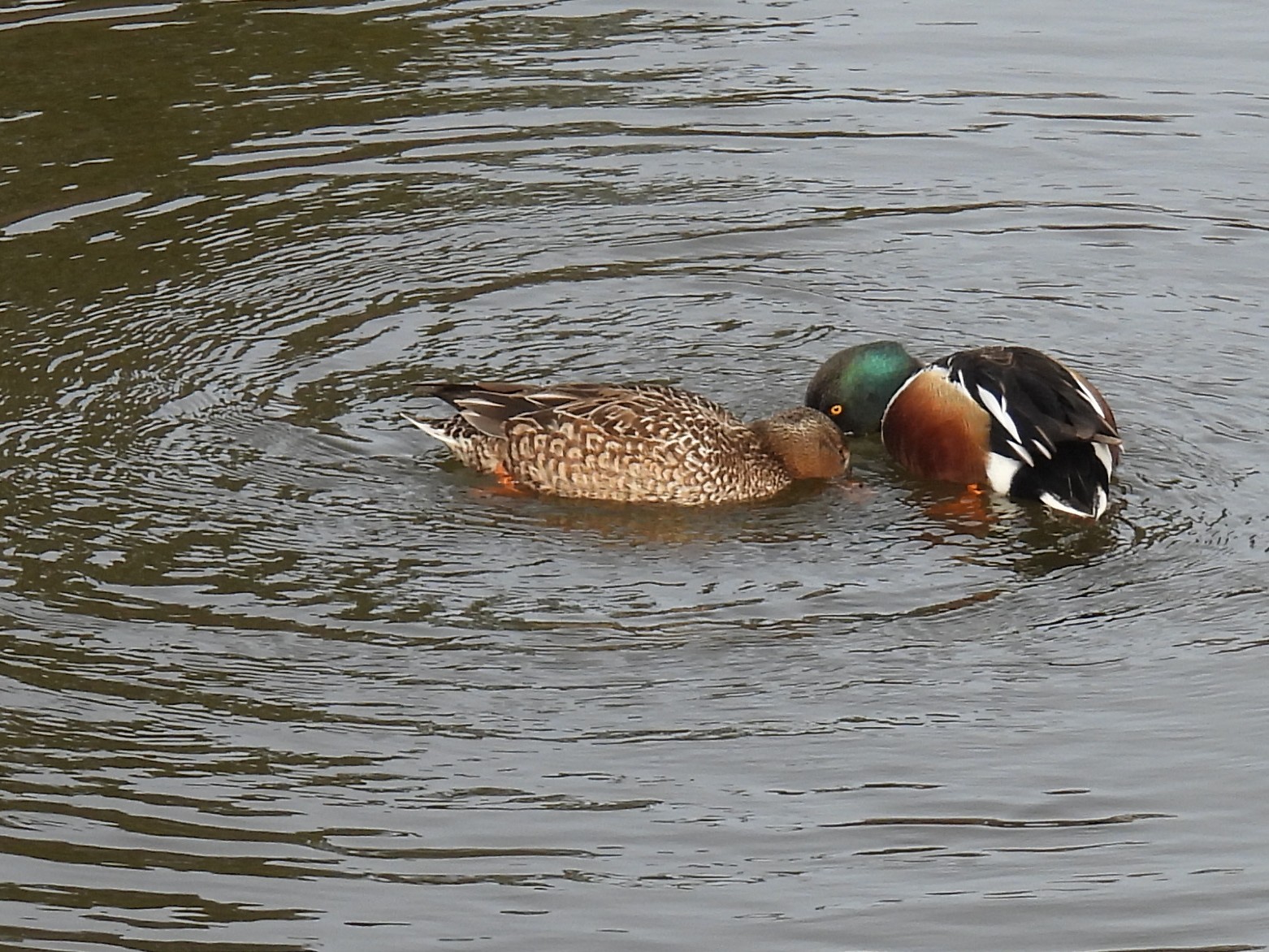 Two Northern Shovelers swim in a lake