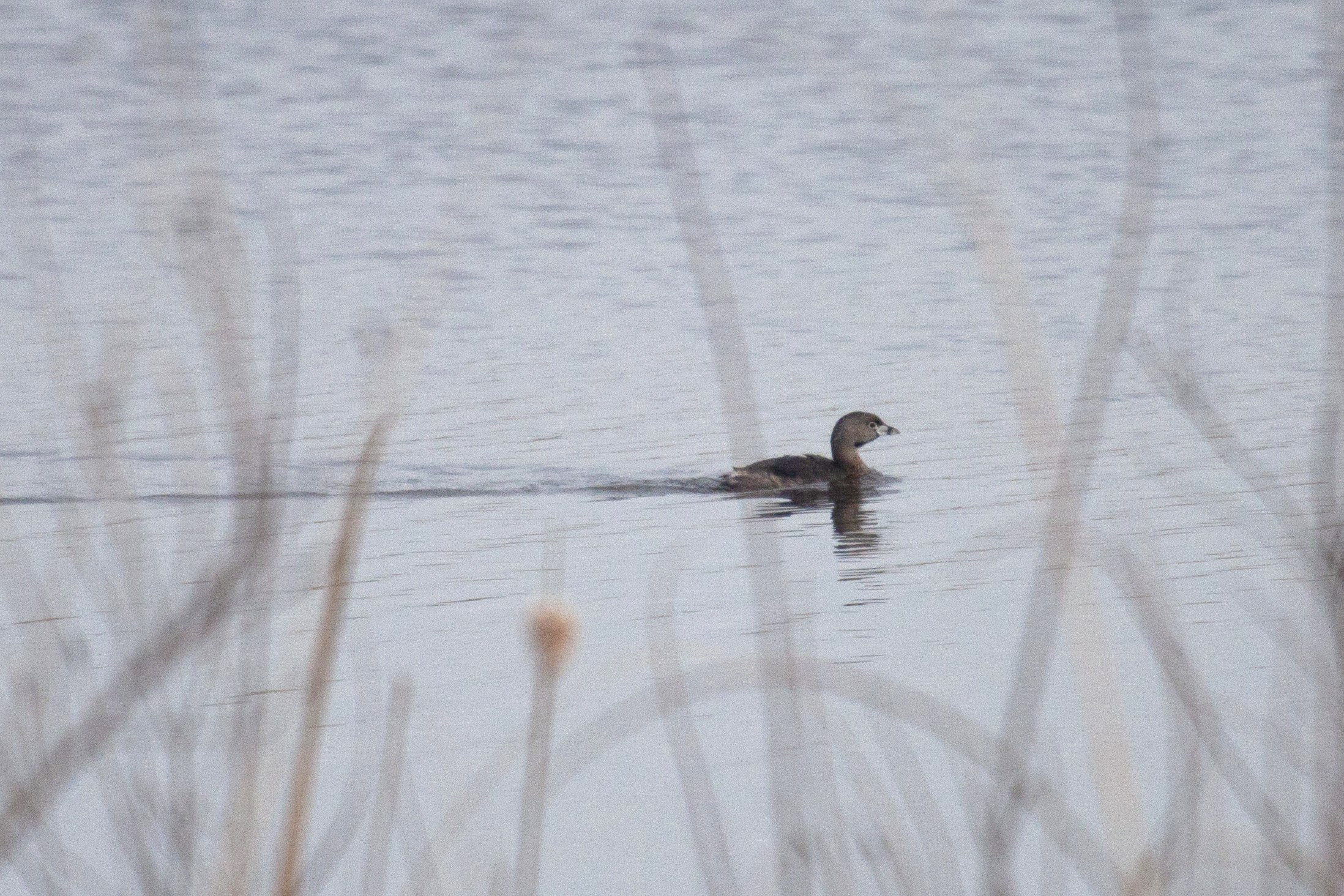 Pied-Billed Grebe swims in a pond