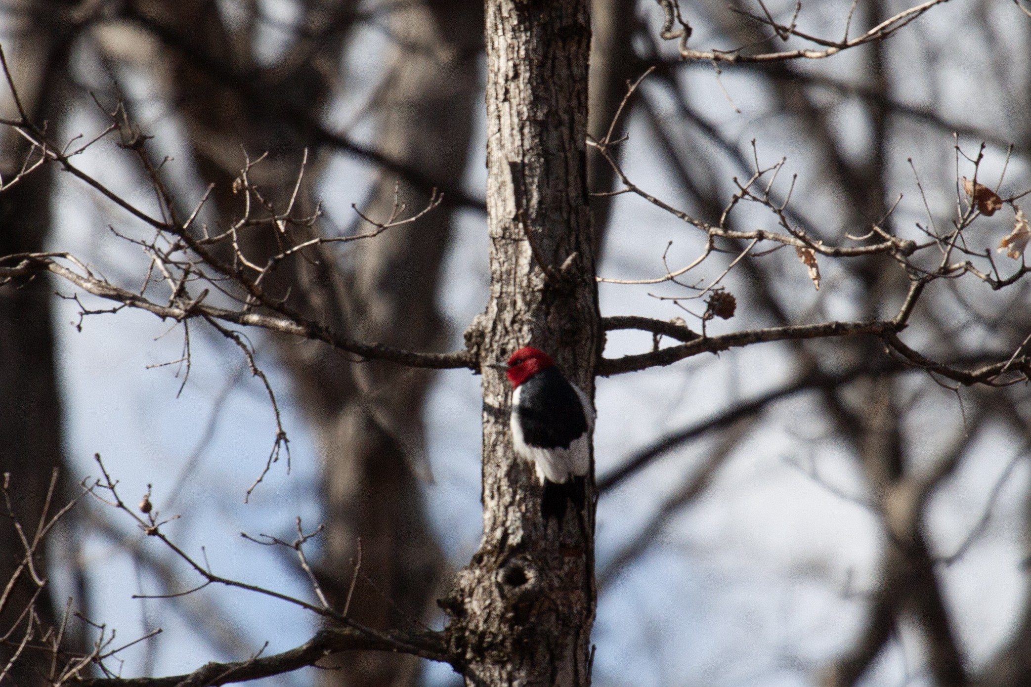 Red-Headed Woodpecker perched on a deciduous tree