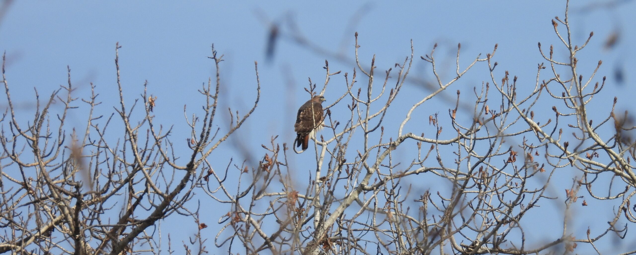 Red-Tailed Hawk perches atop a tree