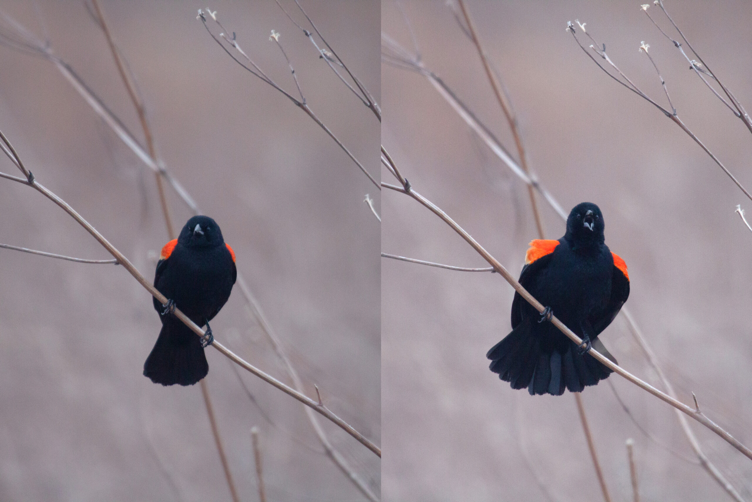 Red-Winged Blackbird calls from a branch