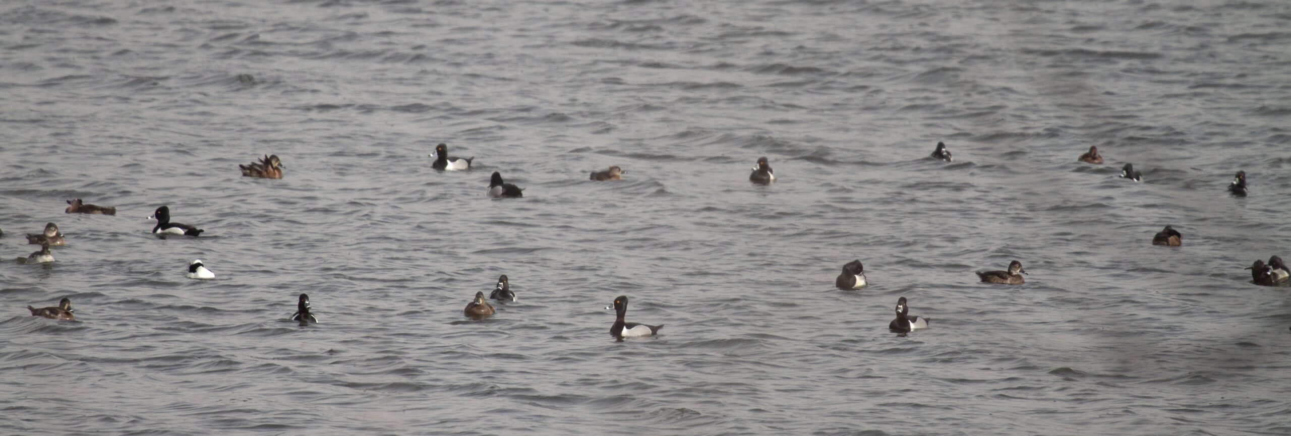 Ring-Necked Ducks swim in Longjohn Slough