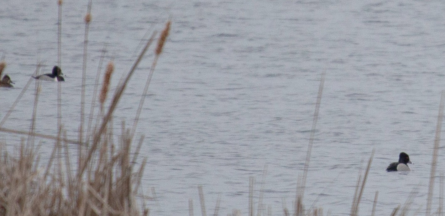 Two Ring-Necked Ducks swim in a lake