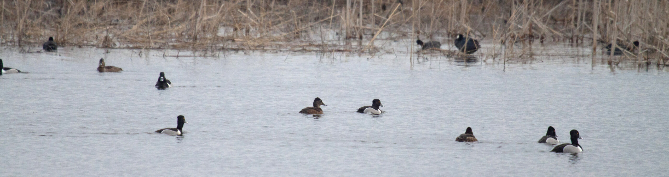 Ring-Necked Ducks swim in a pond