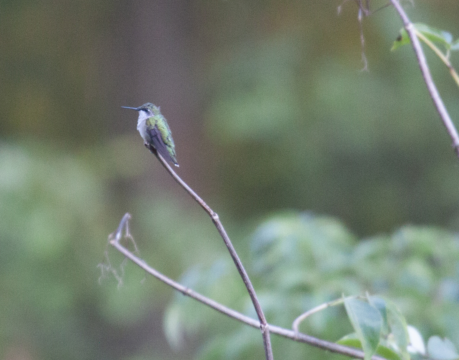 Ruby-Throated Hummingbird on a branch, 2 September 2024