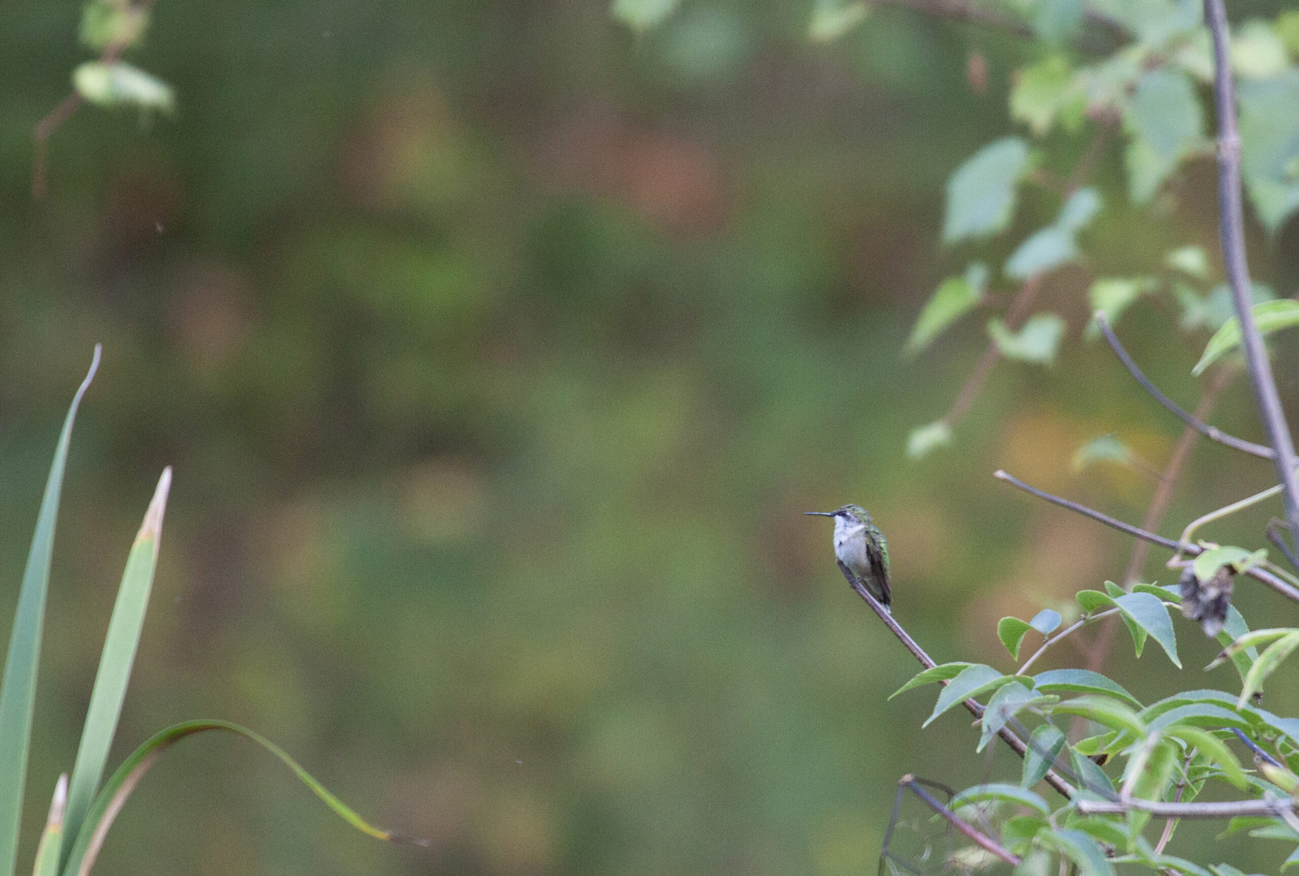 Ruby-Throated Hummingbird on a branch, 2 September 2024