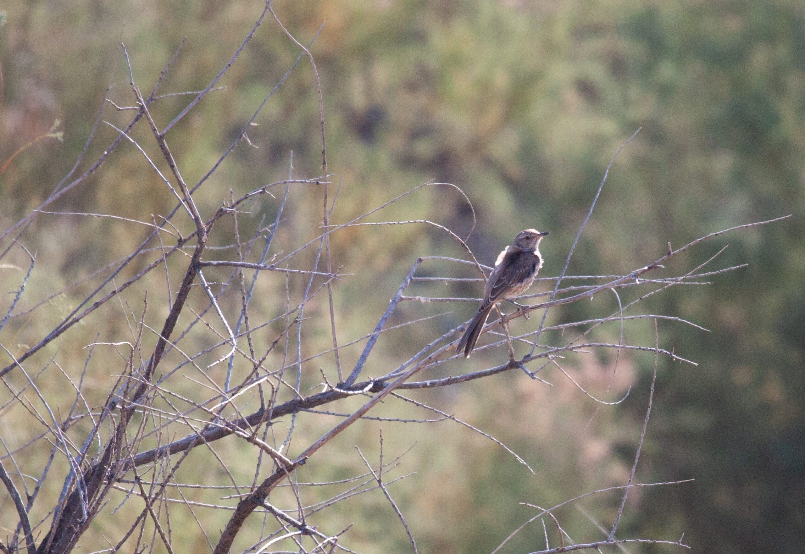 Sage Thrasher on a branch, 29 August 2024