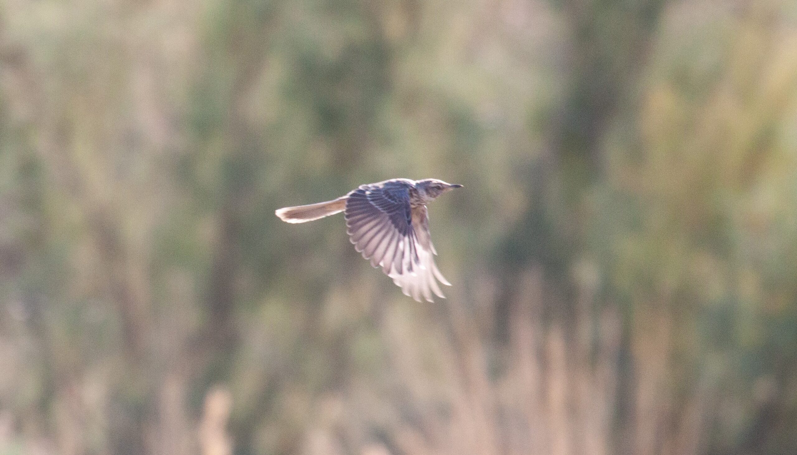 Sage Thrasher in flight, 29 August 2024