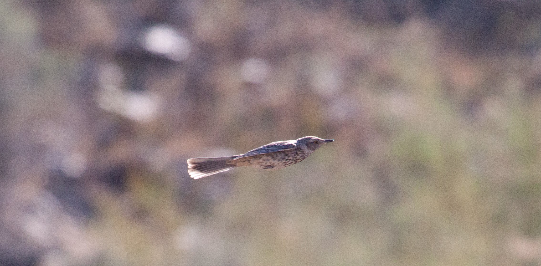 Sage Thrasher in Flight, 29 August 2024