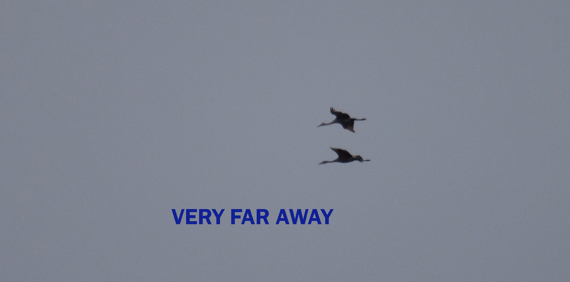 Two Sandhill Cranes flying very far away