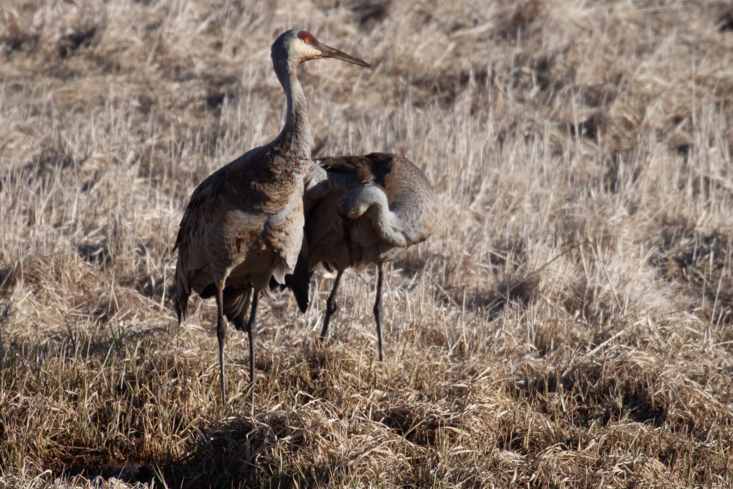 Sandhill Cranes in marshy land