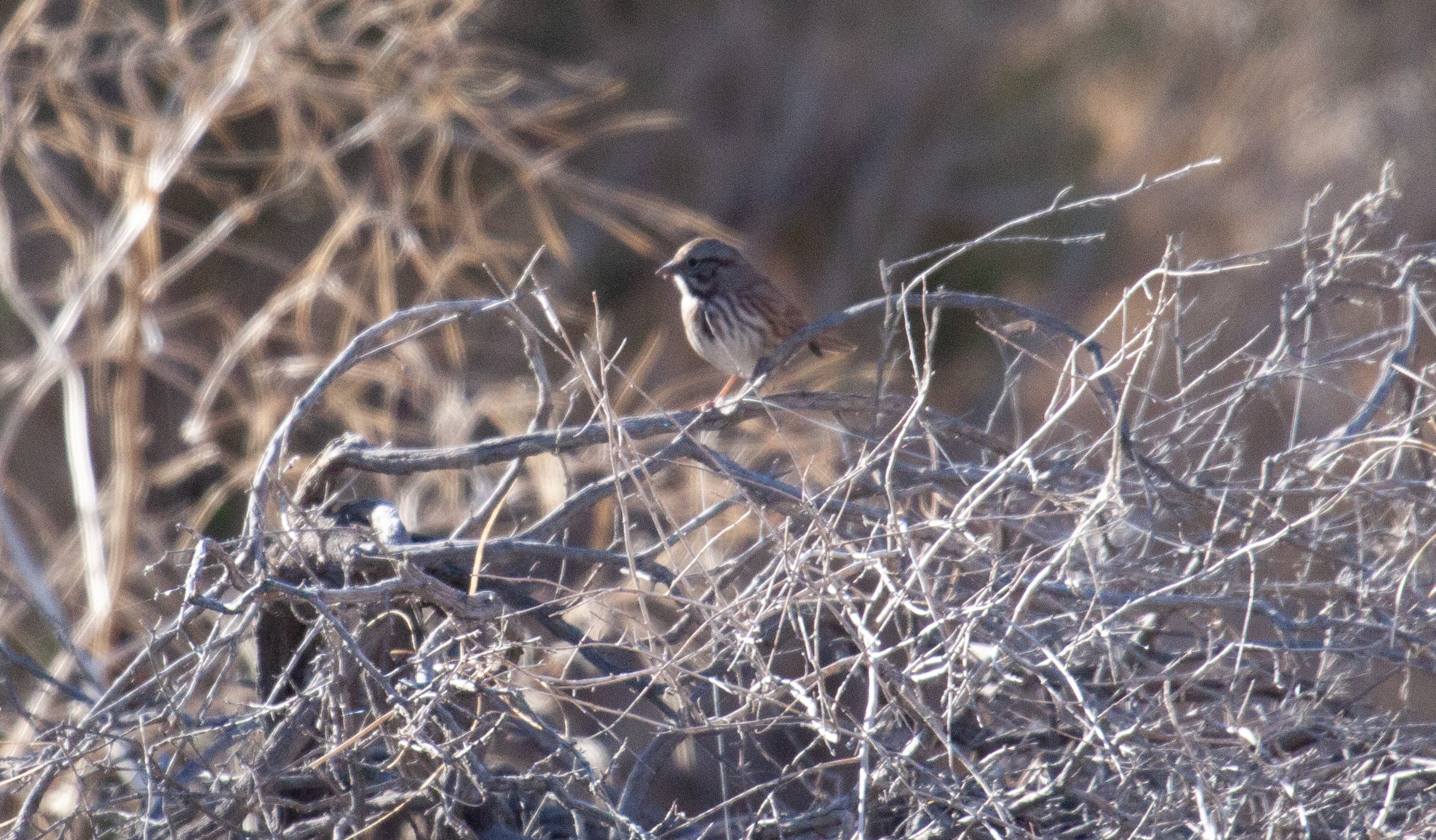 Savannah Sparrow enjoying the sun in Utah, 29 August 2024