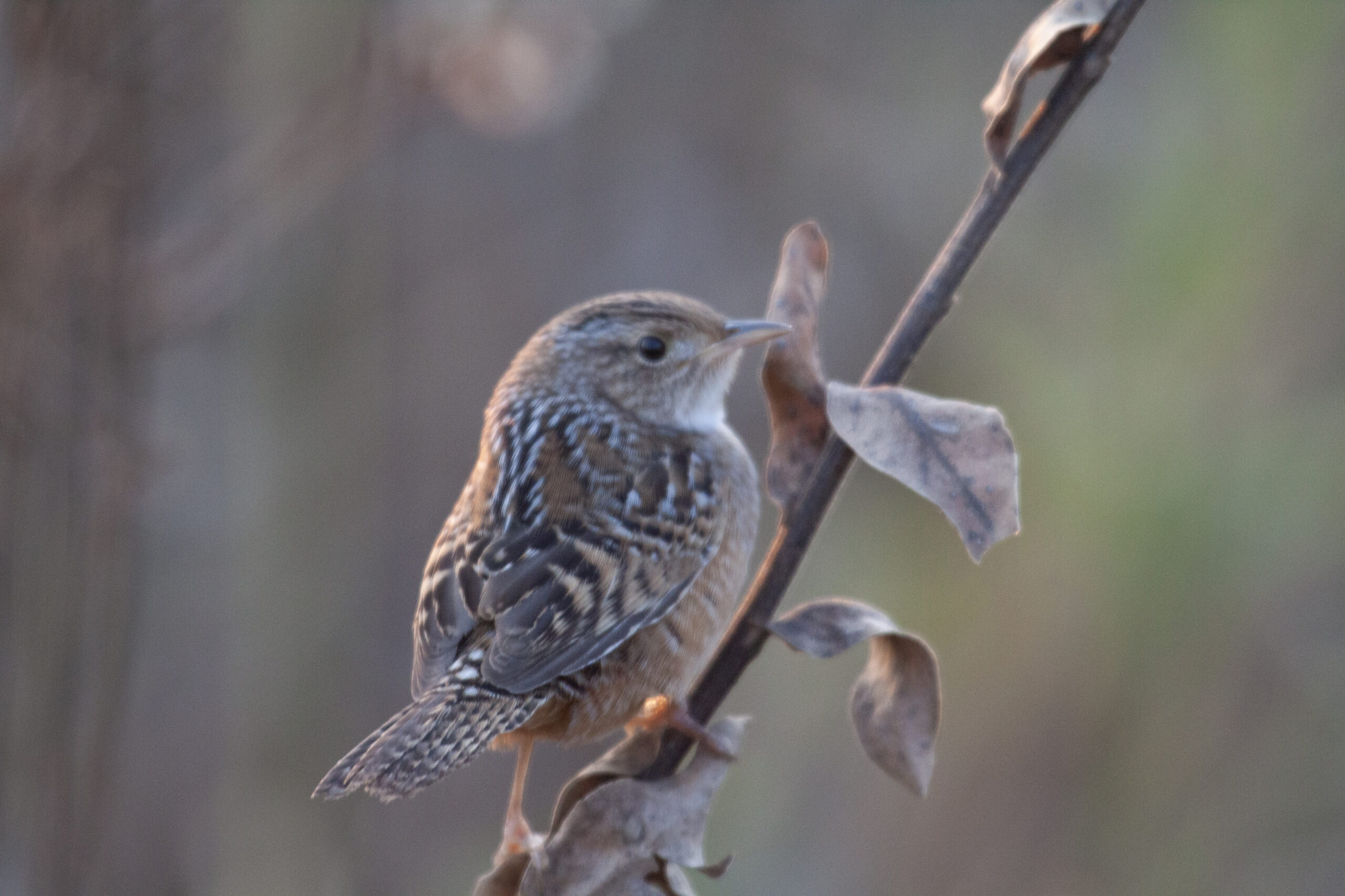 A Sedge Wren perches on a branch