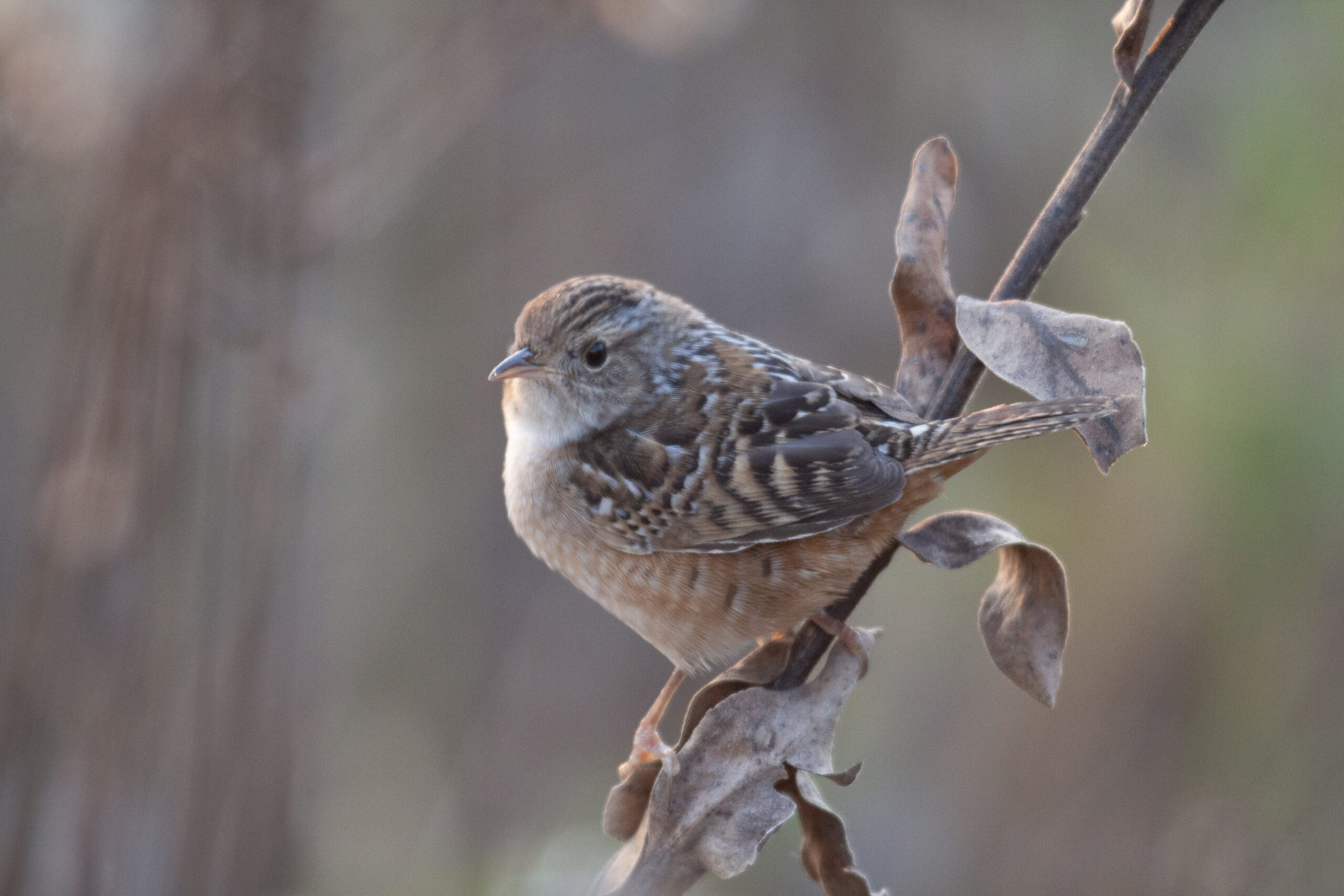 A Sedge Wren perches on a branch